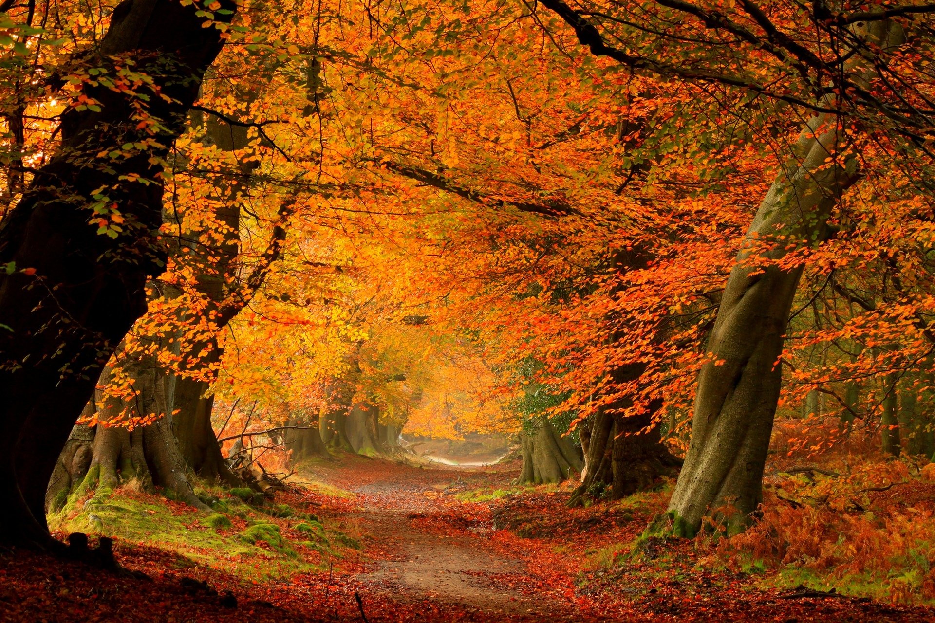 natur wald park bäume blätter bunt straße herbst herbst farben zu fuß