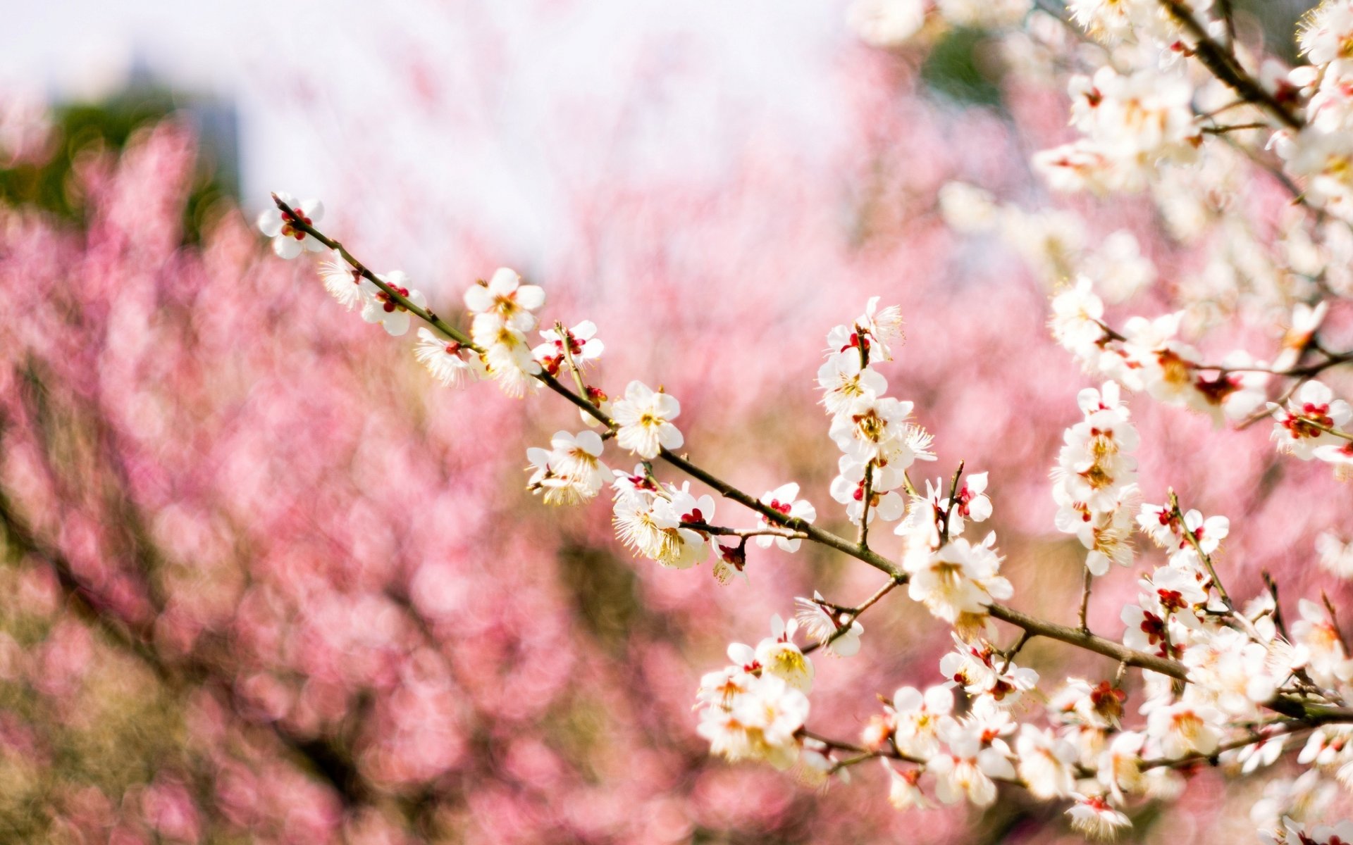 floraison branches arbre prune fleurs blanc flou fond rose printemps macro nature