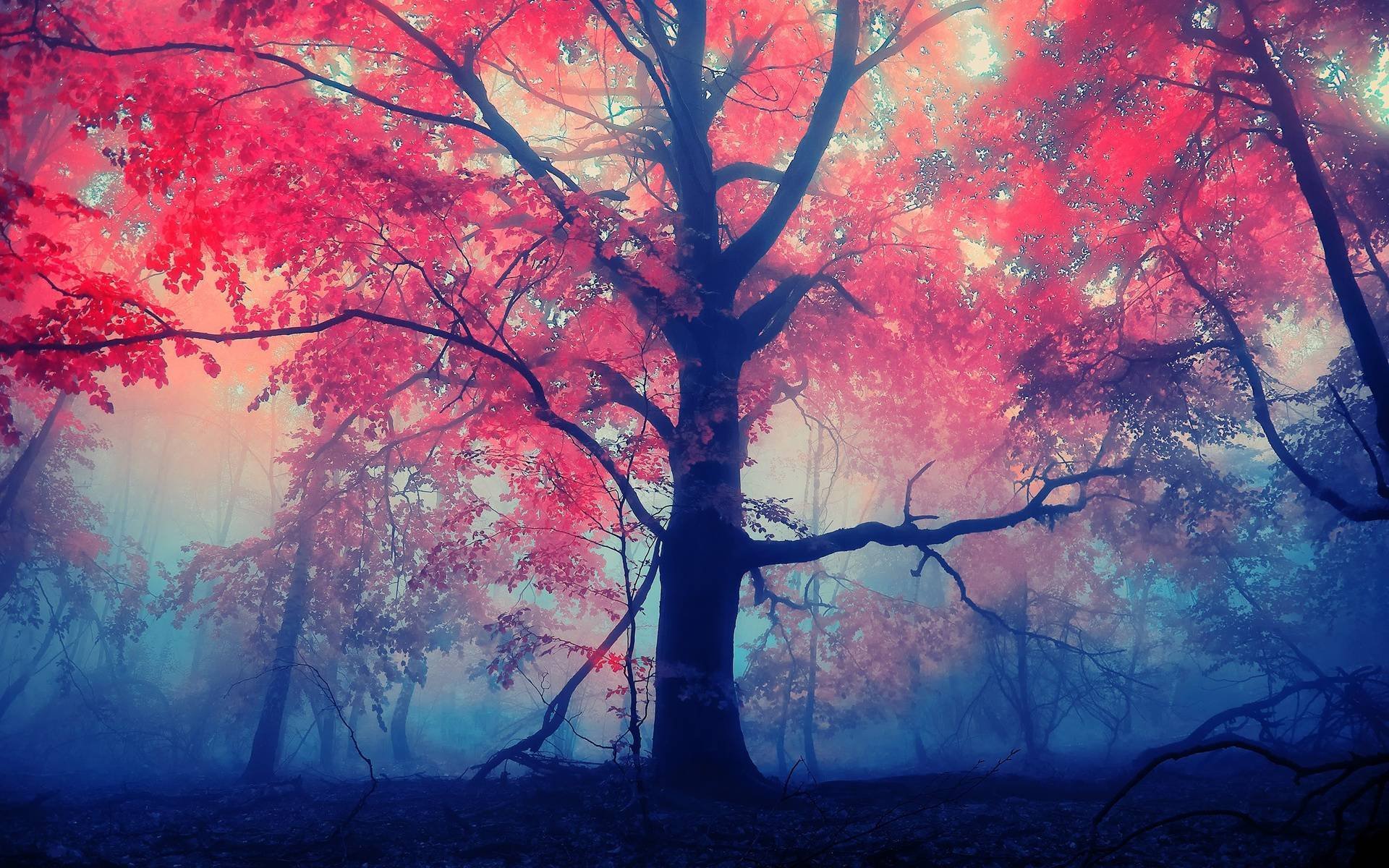 albero rosso foglie nebbia foresta