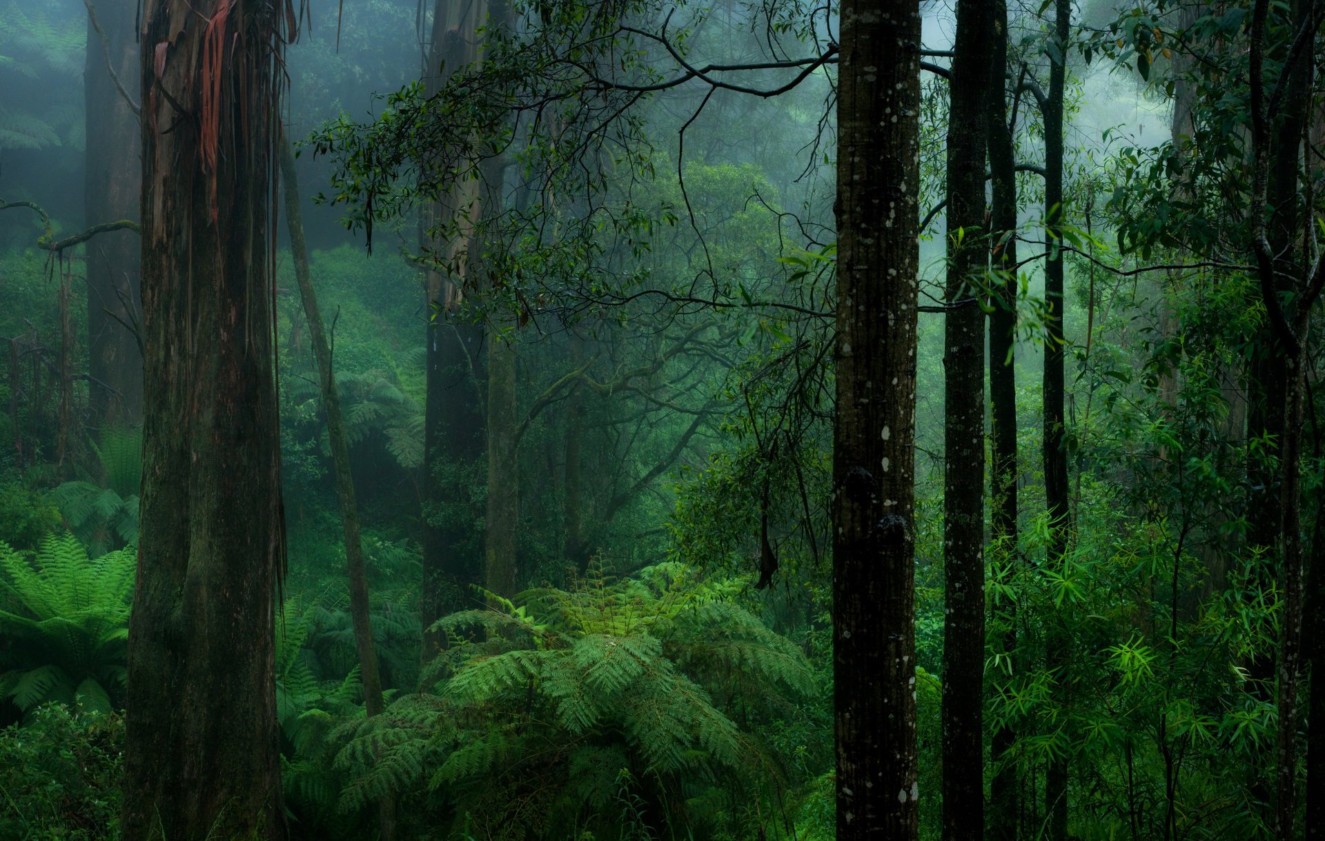 farn wald dunst natur