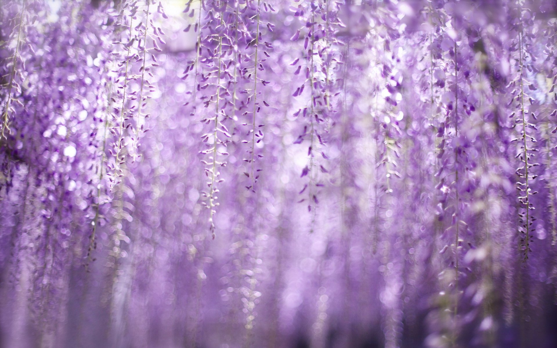 natur frühling farbe