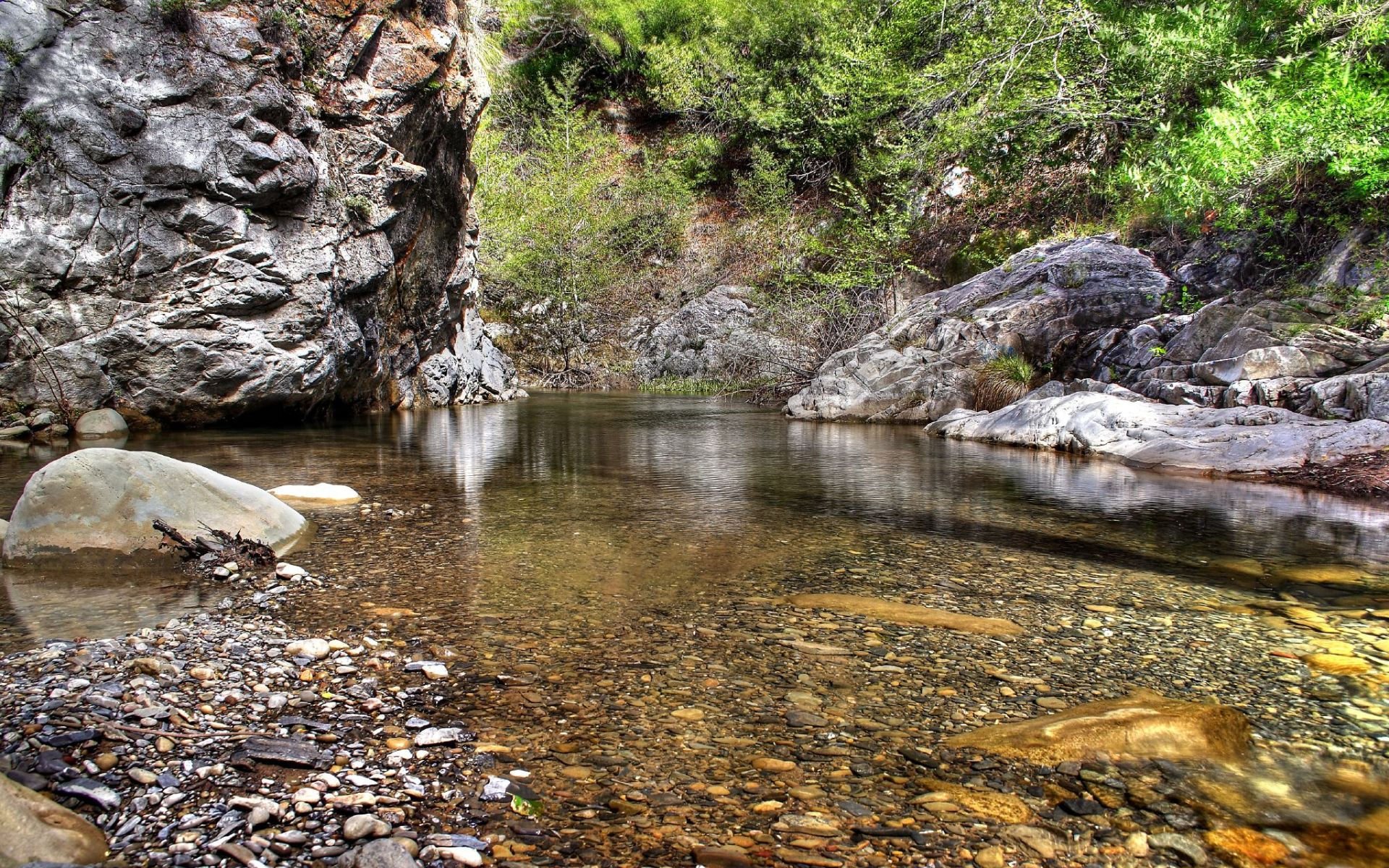 tree water stones leaves nature