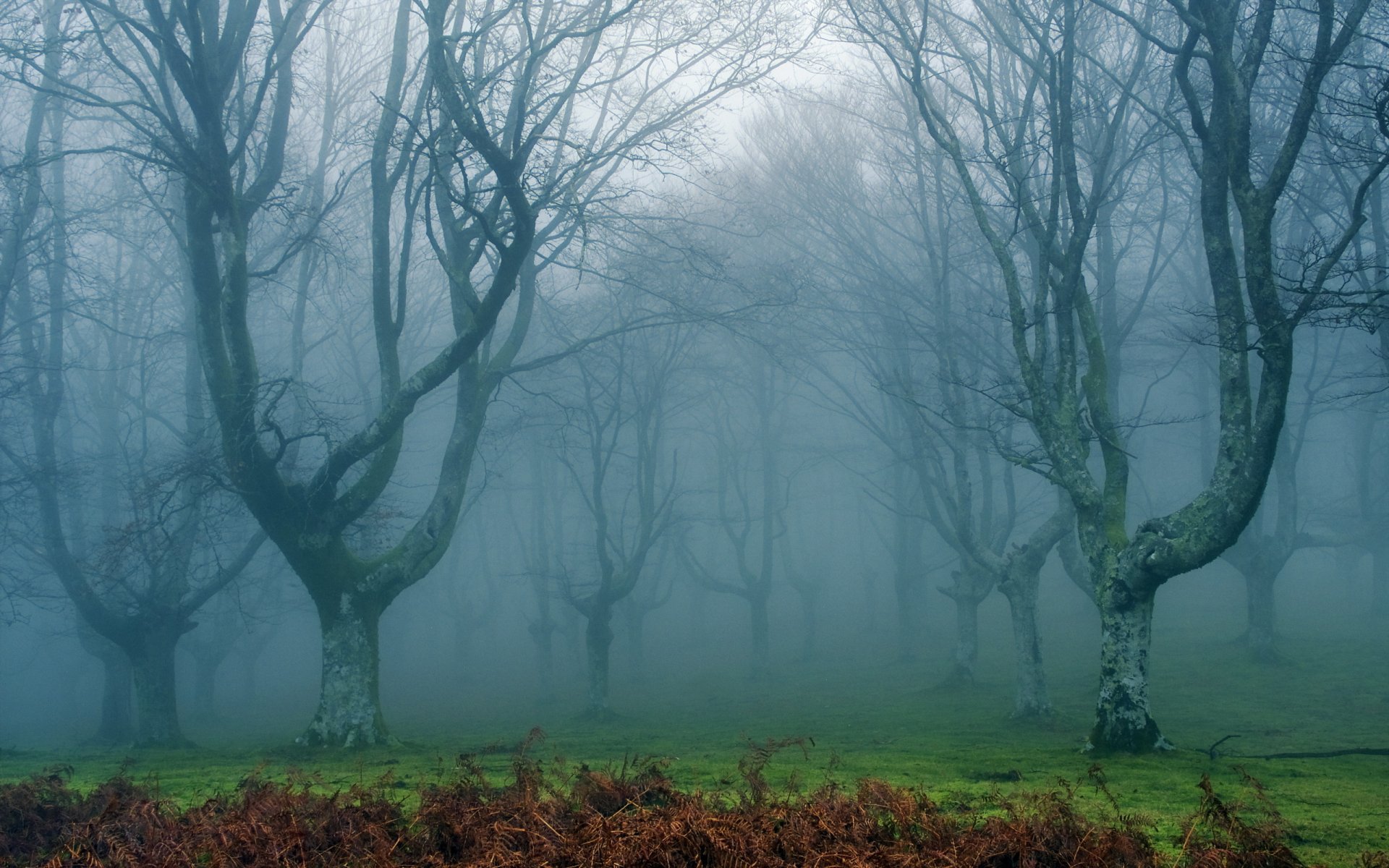 forest fog nature landscape