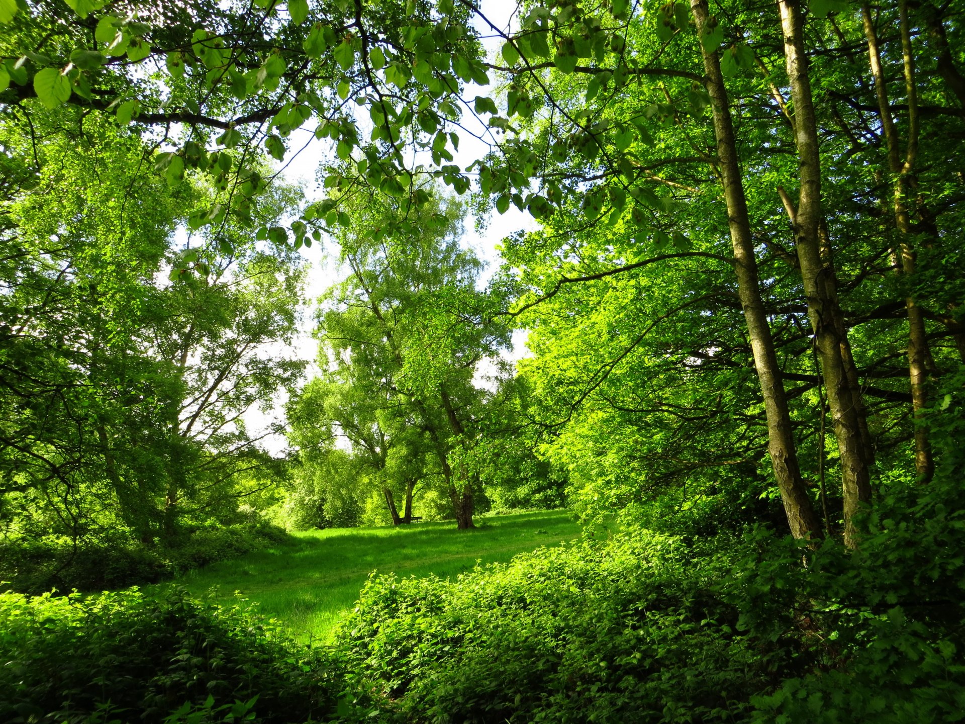 park summer london tree forest nature photo