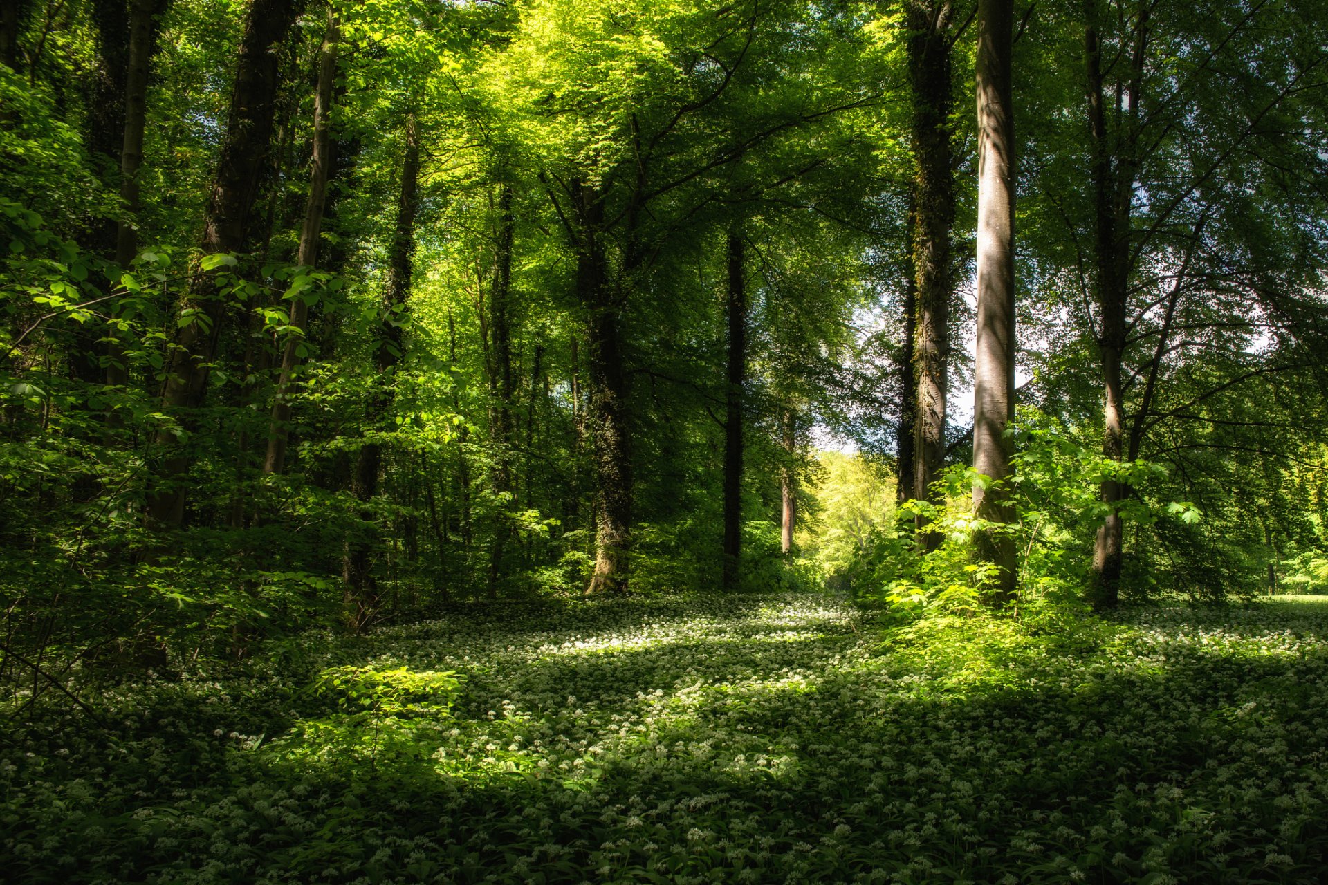 primavera foresta alberi erba fiori