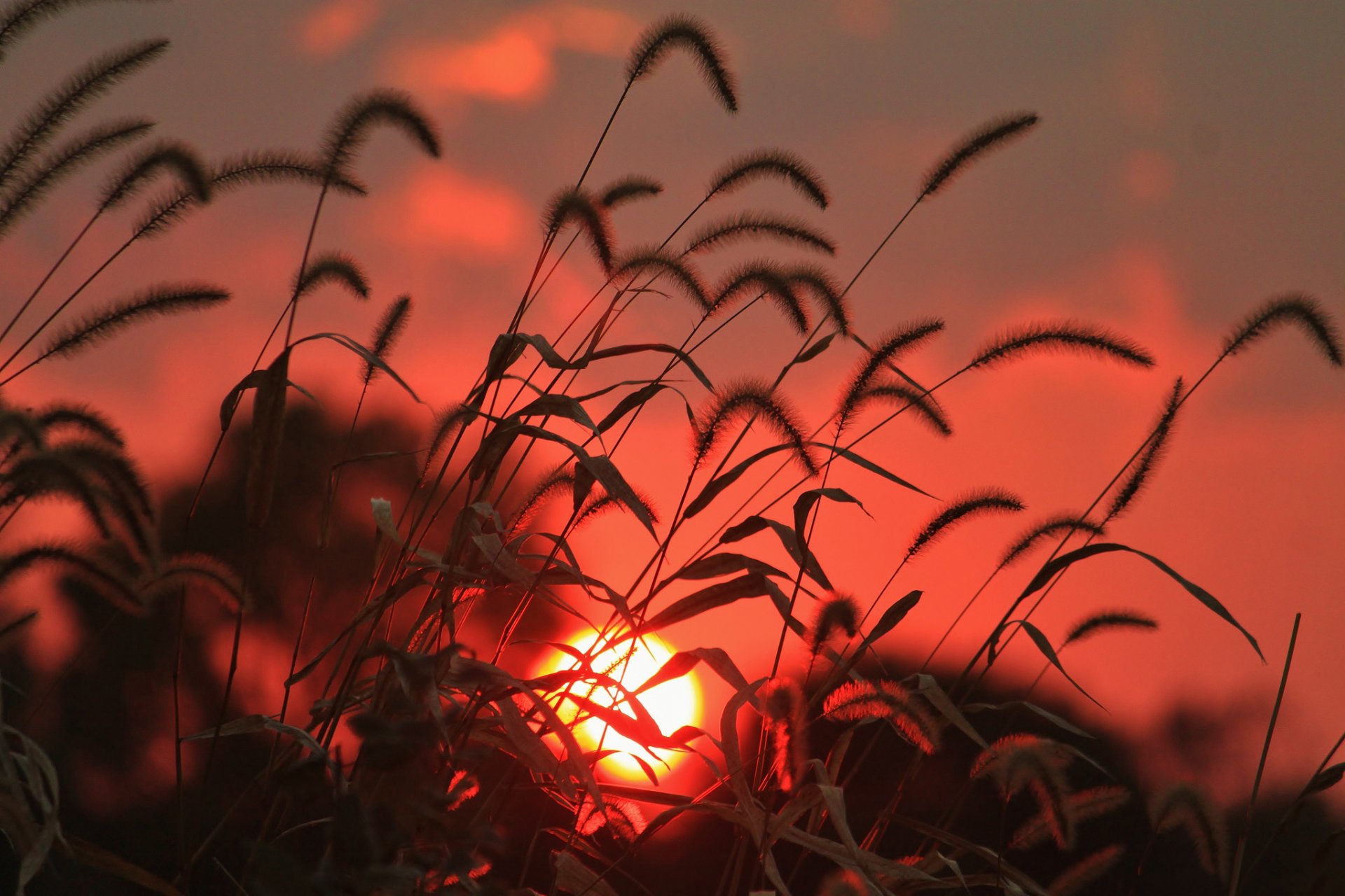 the field grass spikes sun sunrise