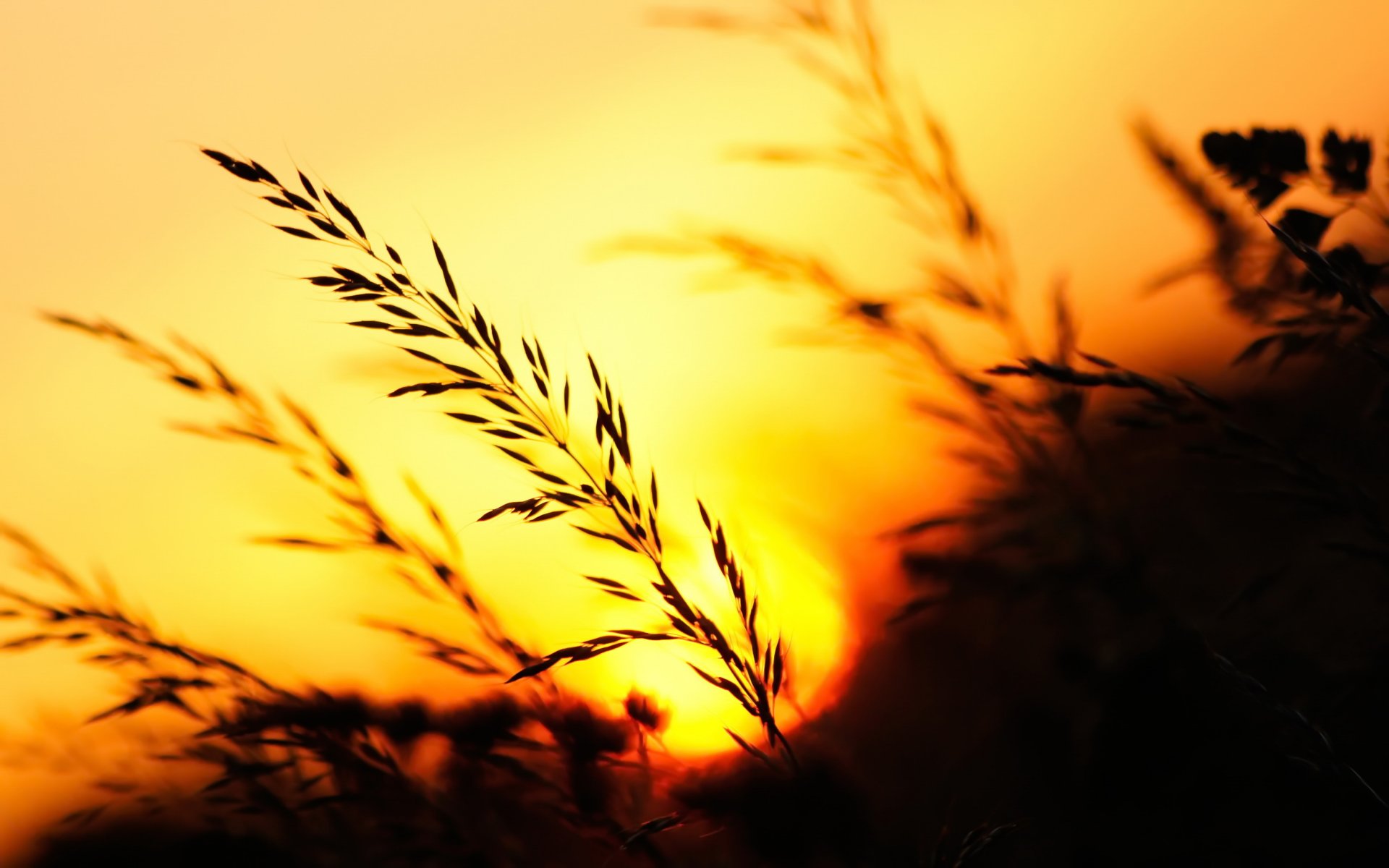 nature coucher de soleil herbe épis soir