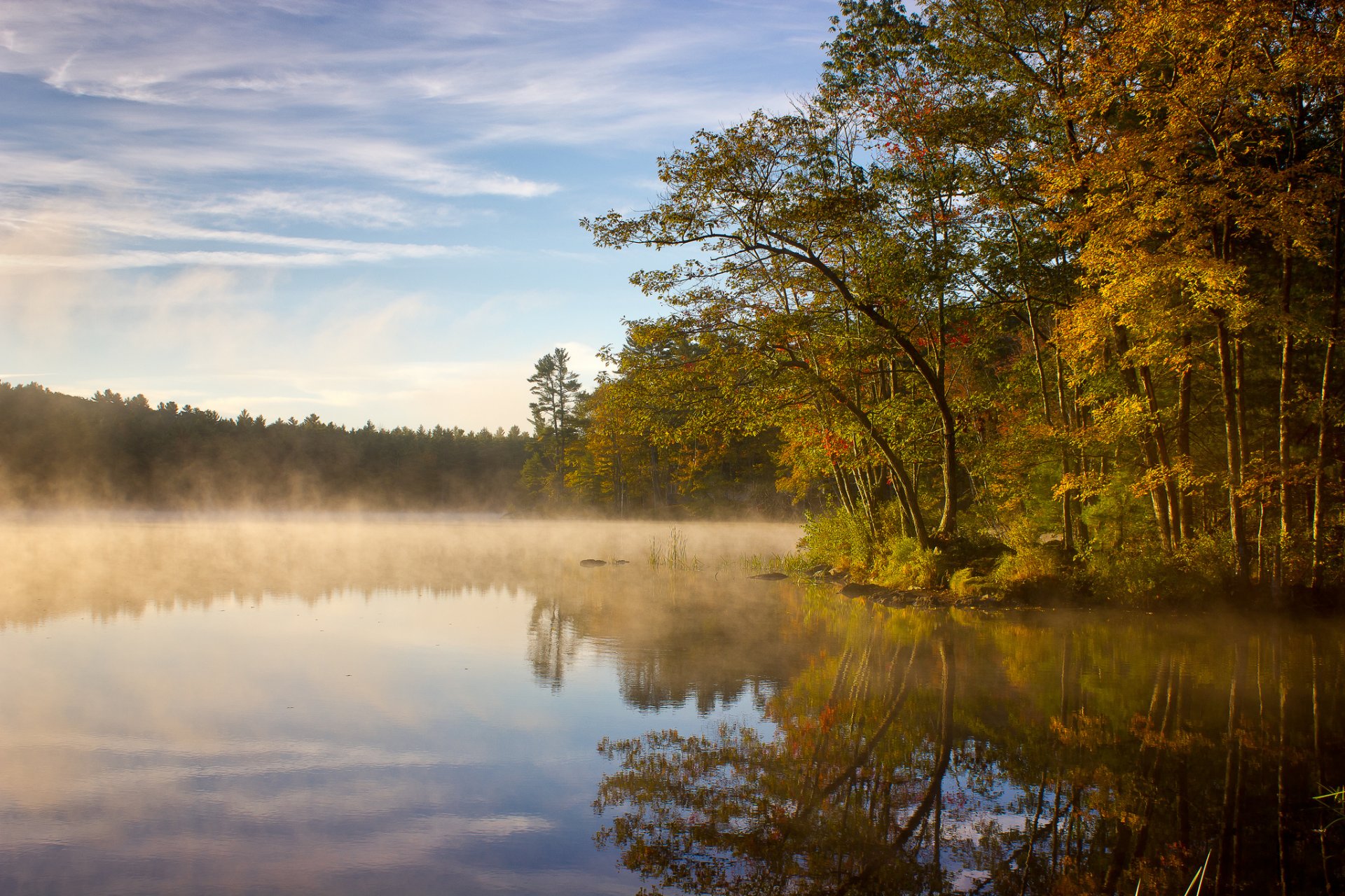 foresta lago nebbia mattina