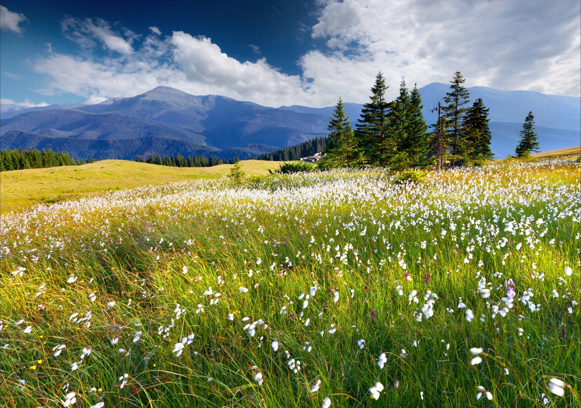 fleurs montagnes nuages