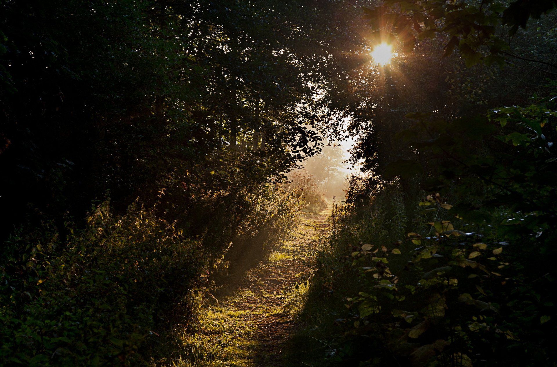 tree shrubs grass path sun ray