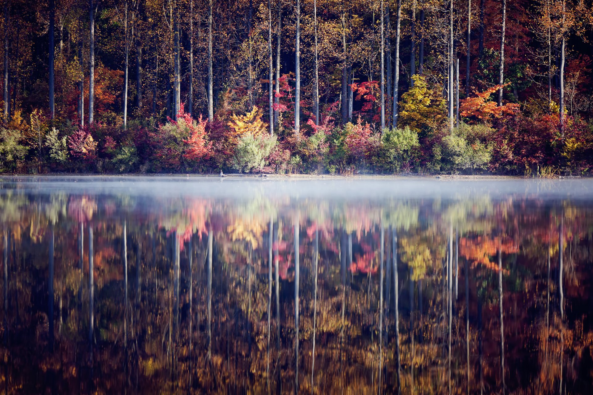 automne forêt arbres buissons lac réflexion