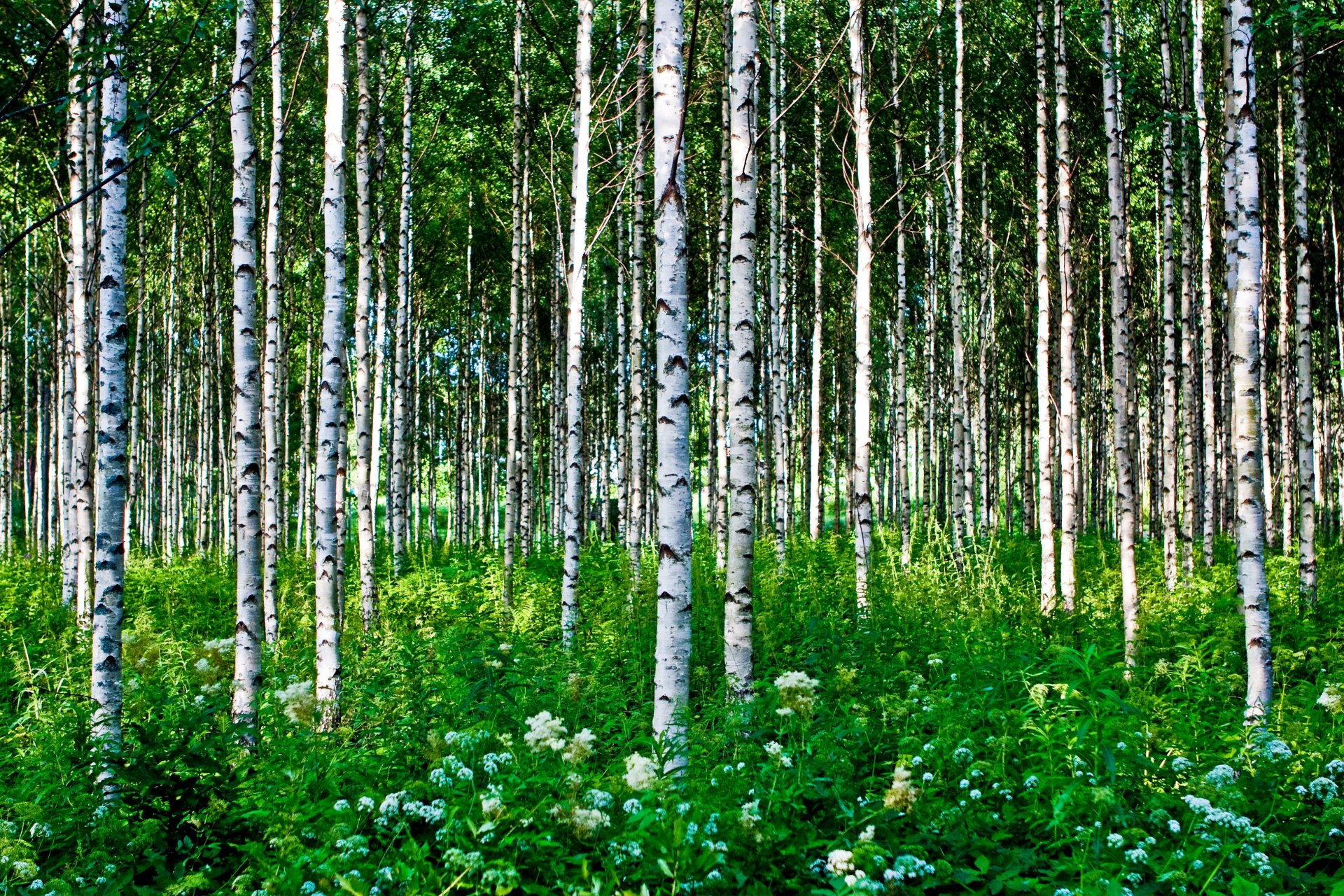 bosque árboles abedules hierba flores verano