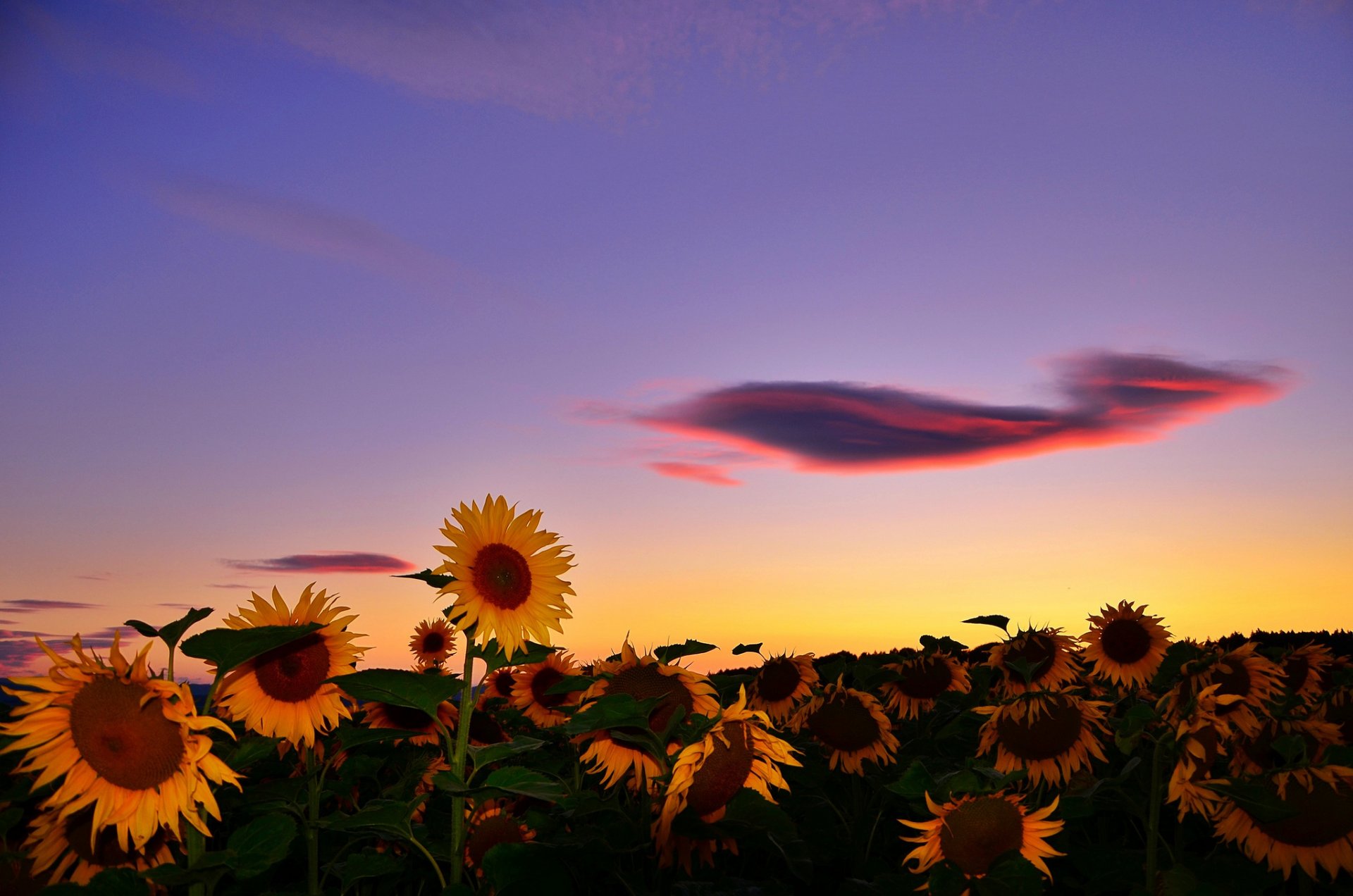 campo girasoli. tramonto nuvola estate