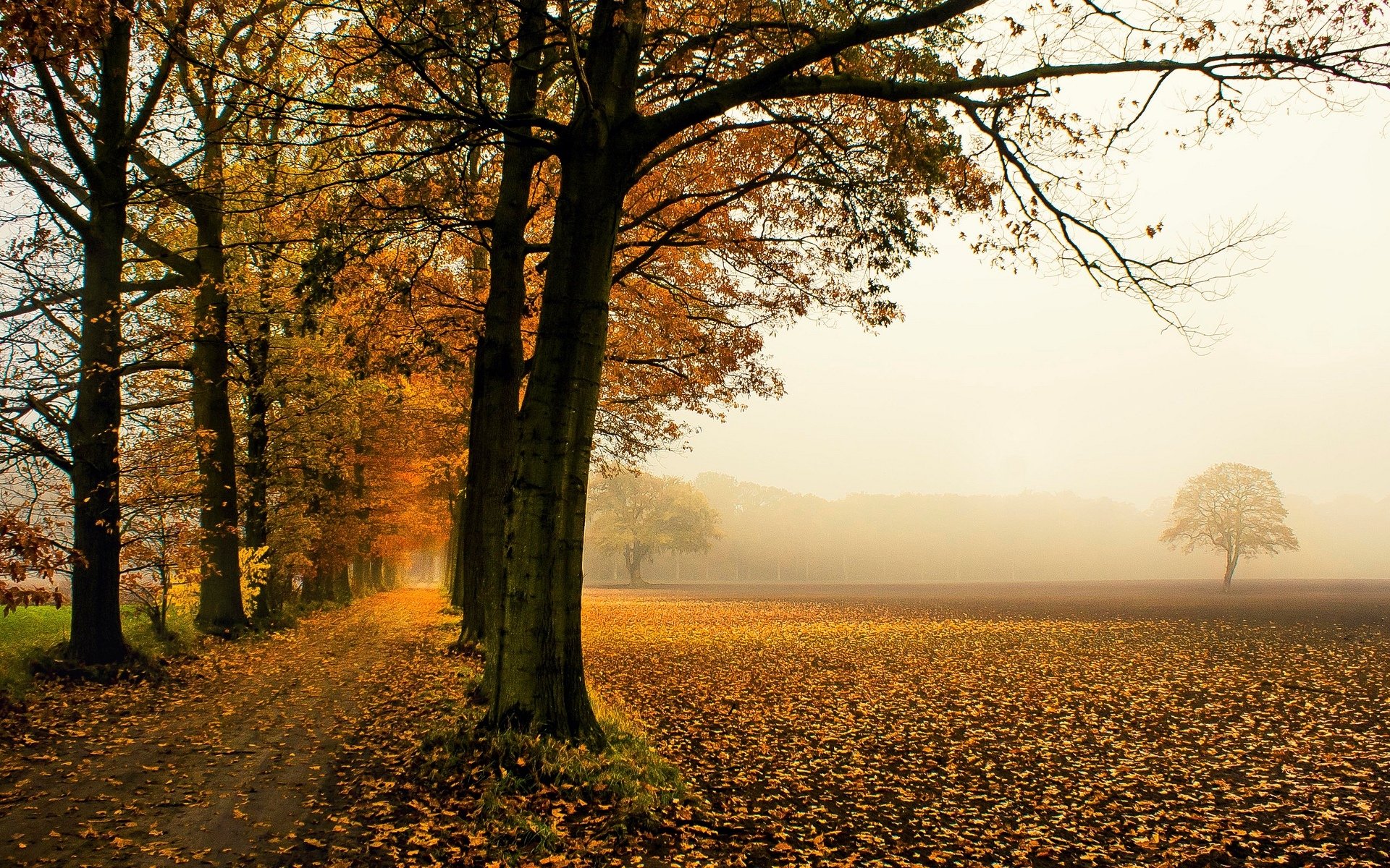 natura drzewa drzewo liście liście opadanie liści jesień tło tapeta panoramiczny pełny ekran panoramiczny panoramiczny