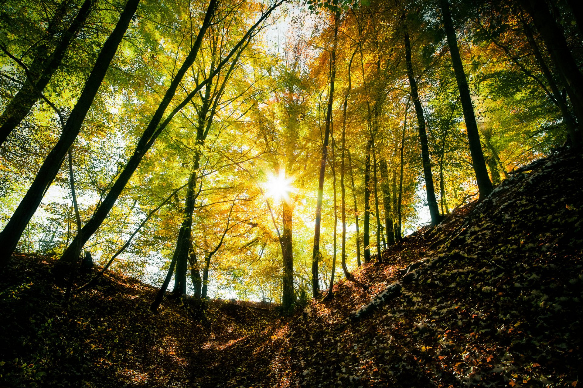 foresta alberi luce sole raggi autunno