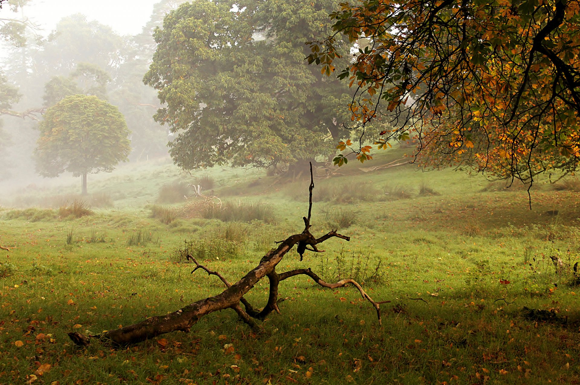 parco alberi autunno nebbia legni