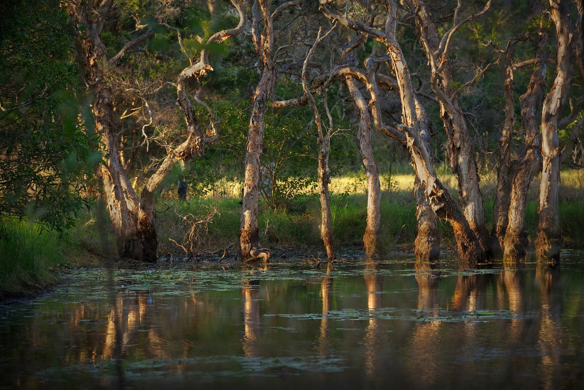 bosque árboles lago verano