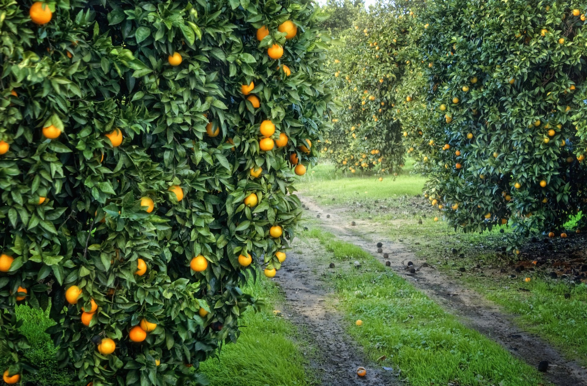 jardin bosquet orange fruits orange récolte