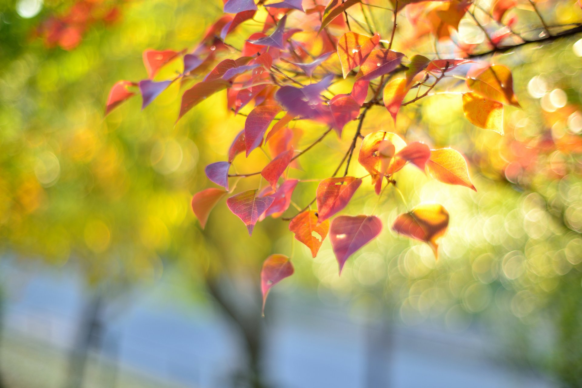 branche feuilles automne éblouissement