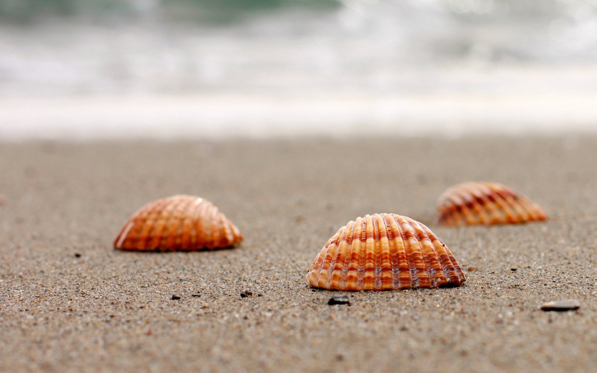 natur muschel muscheln sand meer wasser makro hintergrund tapete widescreen vollbild widescreen widescreen