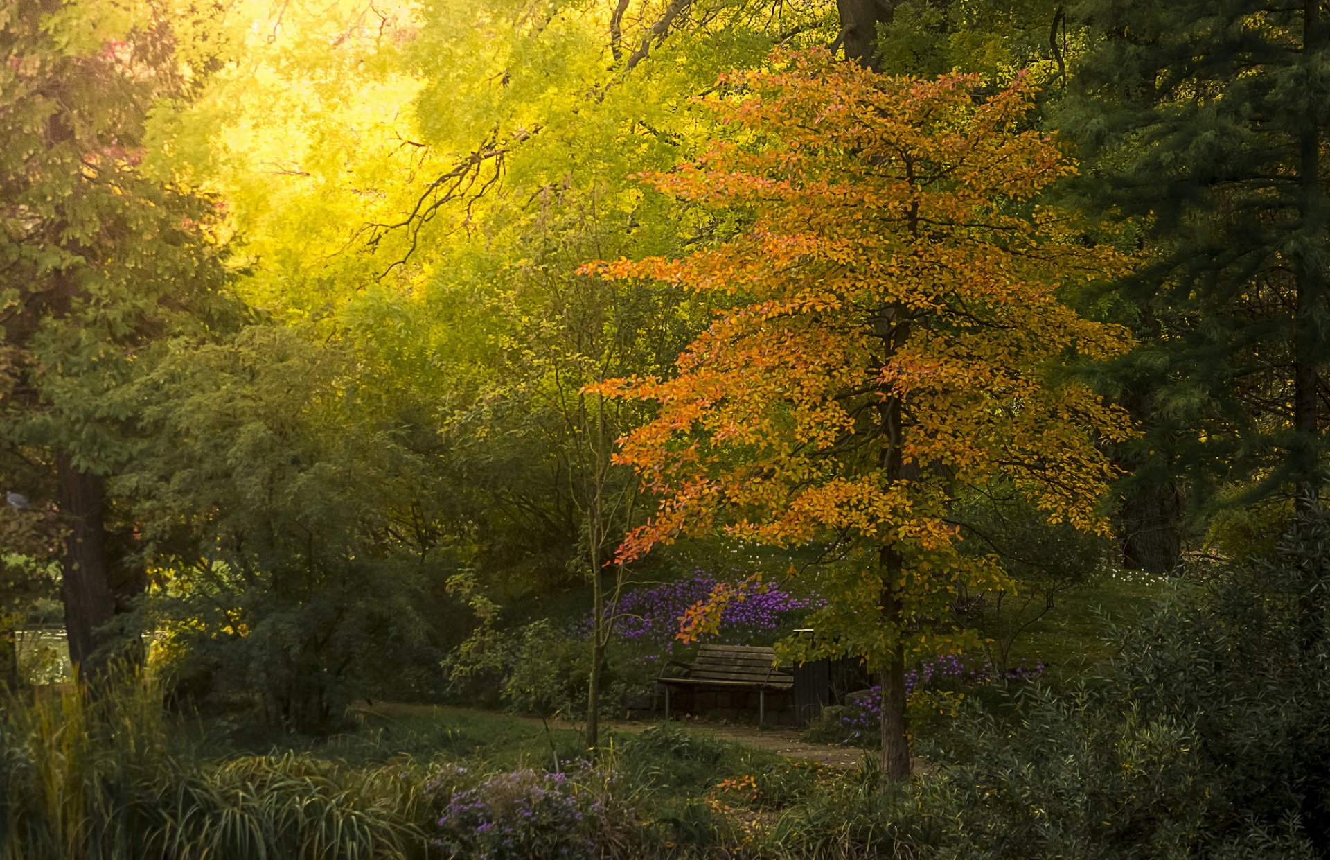 garten botanisch bank sträucher bäume herbst