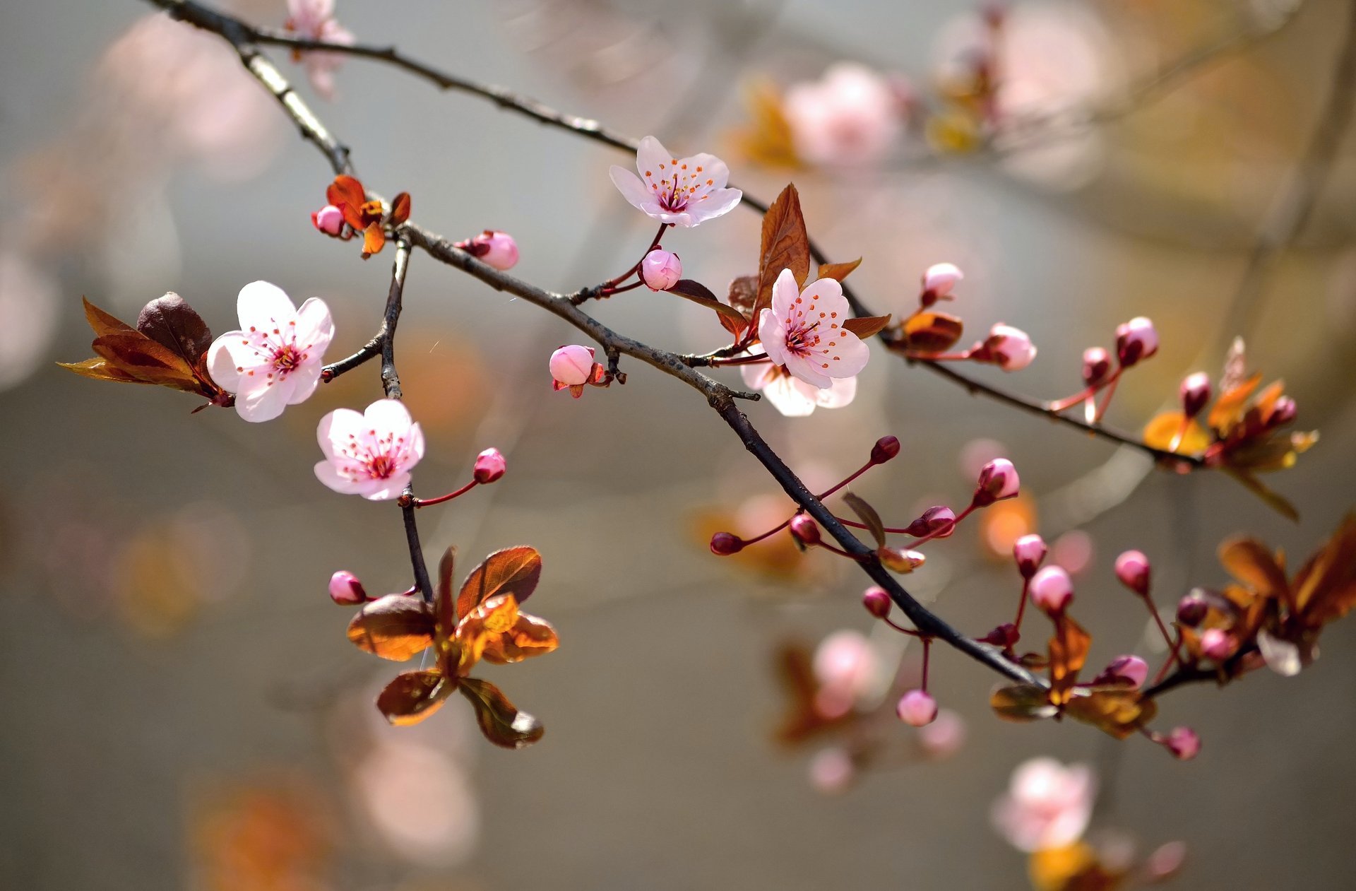 fioritura fiori albero rami sakura foglie natura macro primavera