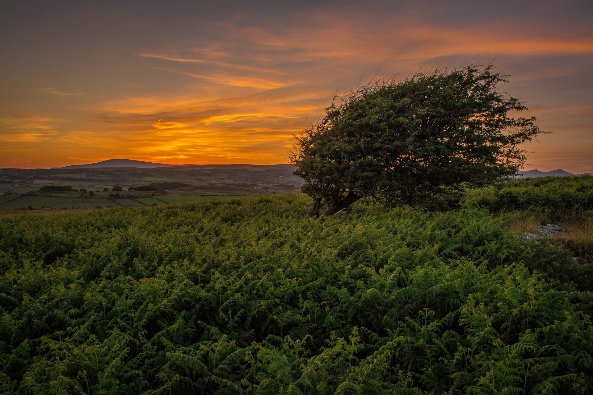 collines herbe arbre été coucher de soleil