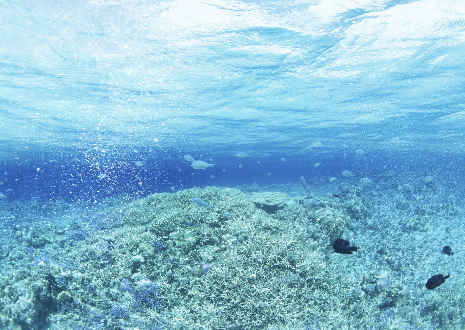 вода и небо капли волны искусство море водных растений рыба арт водоросли рыбки блики