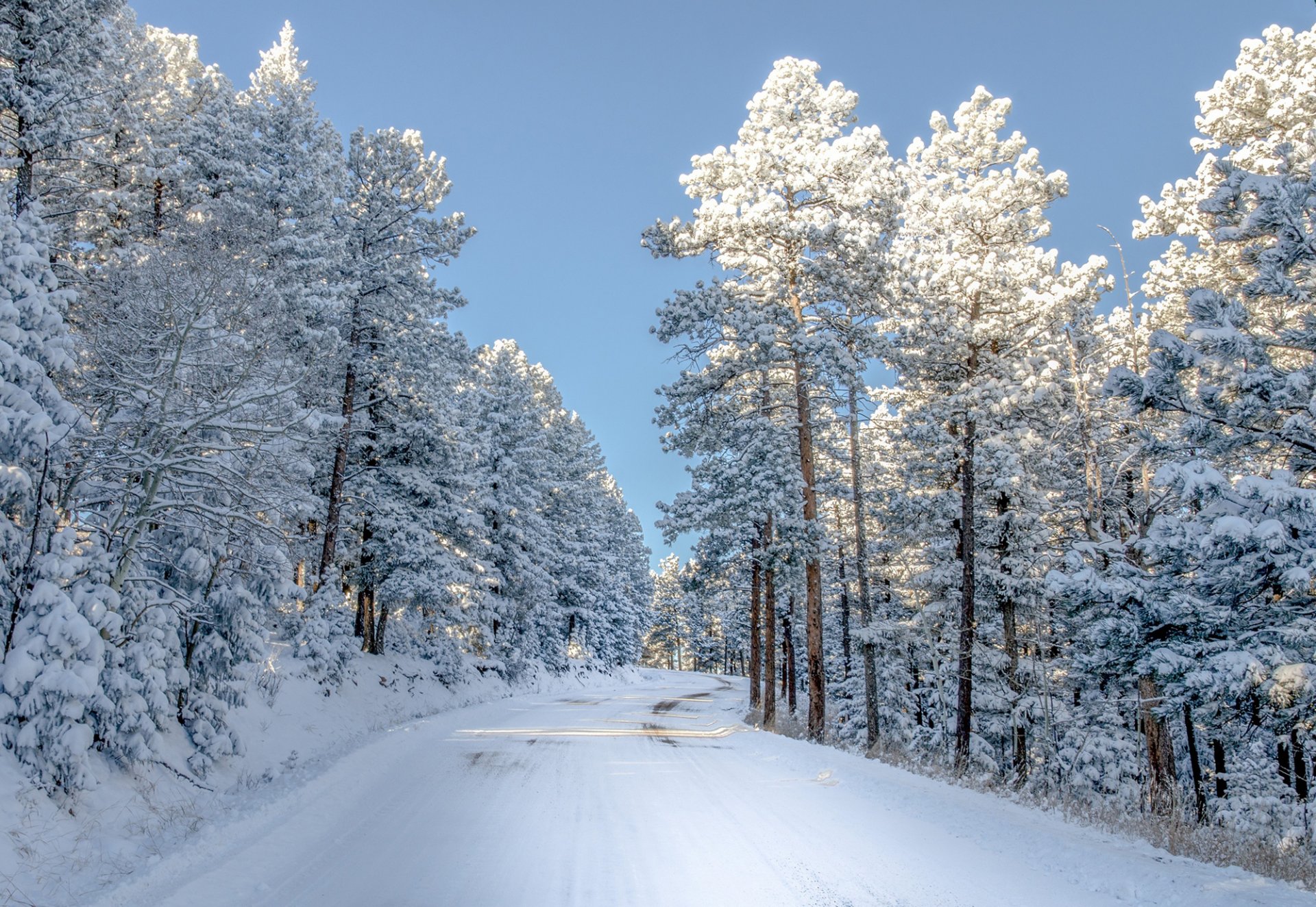 colorado naturaleza invierno árboles nieve carretera luz