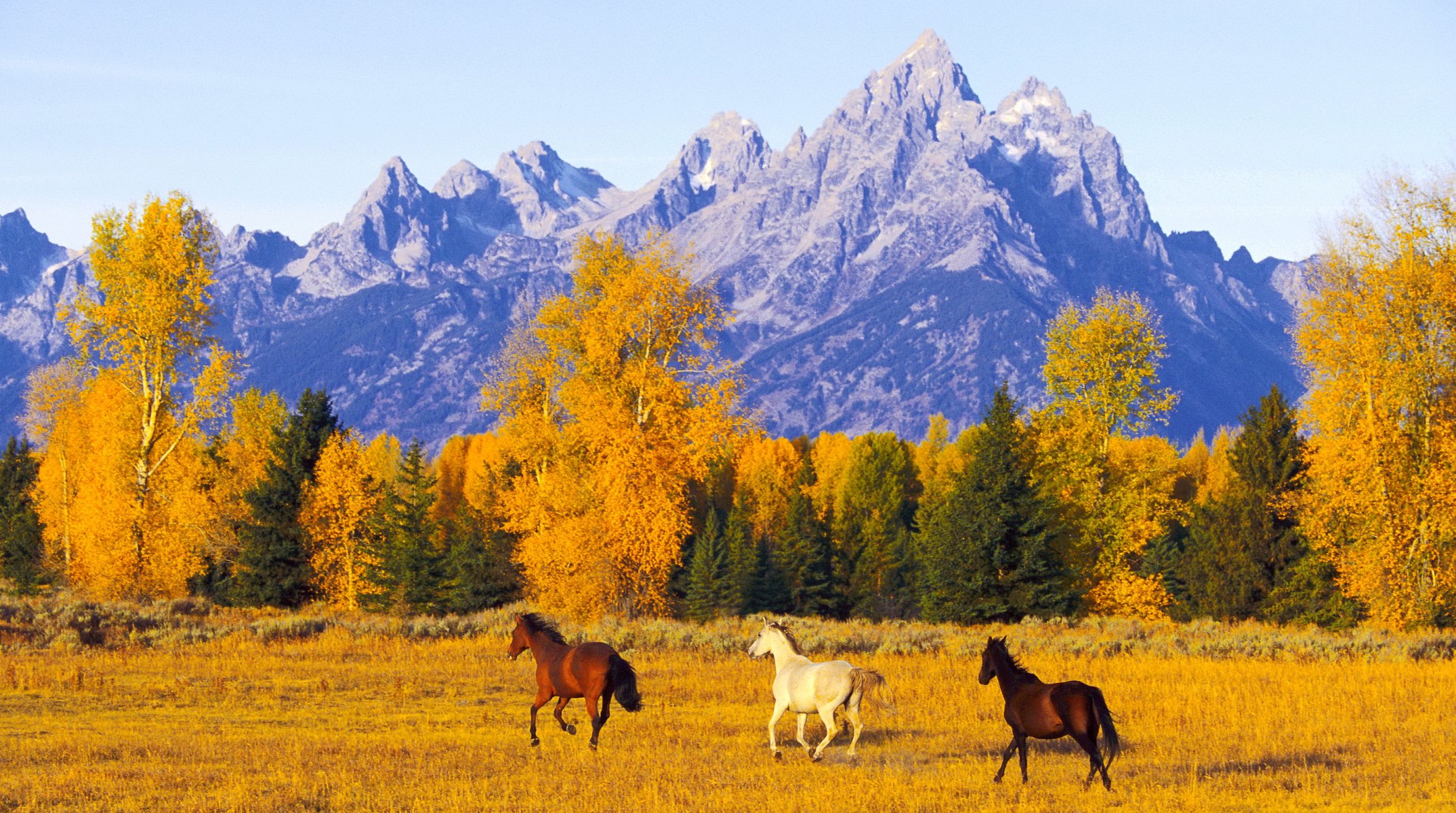 pferde berge herbst weite freiheit