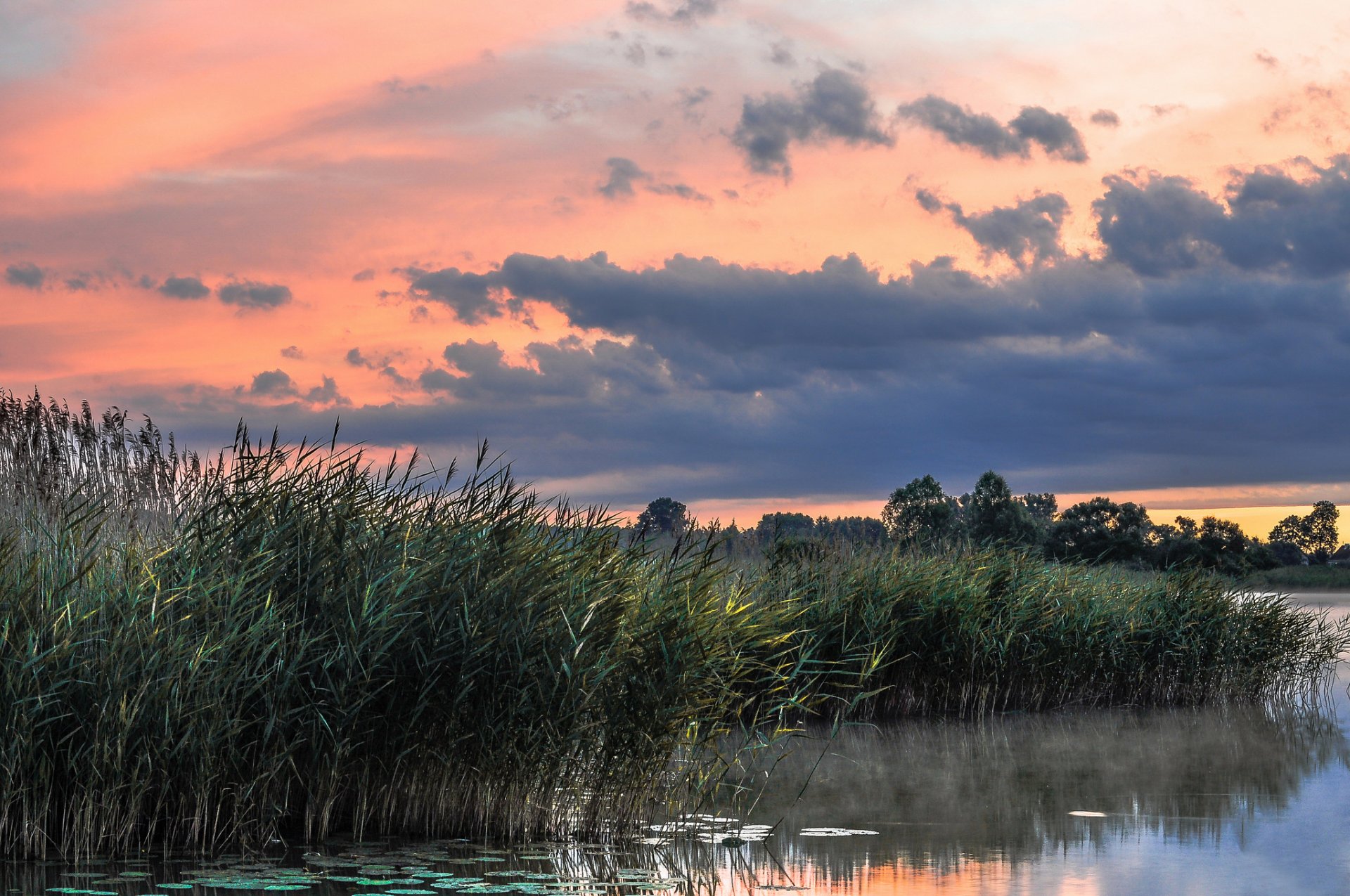 lac roseau matin été