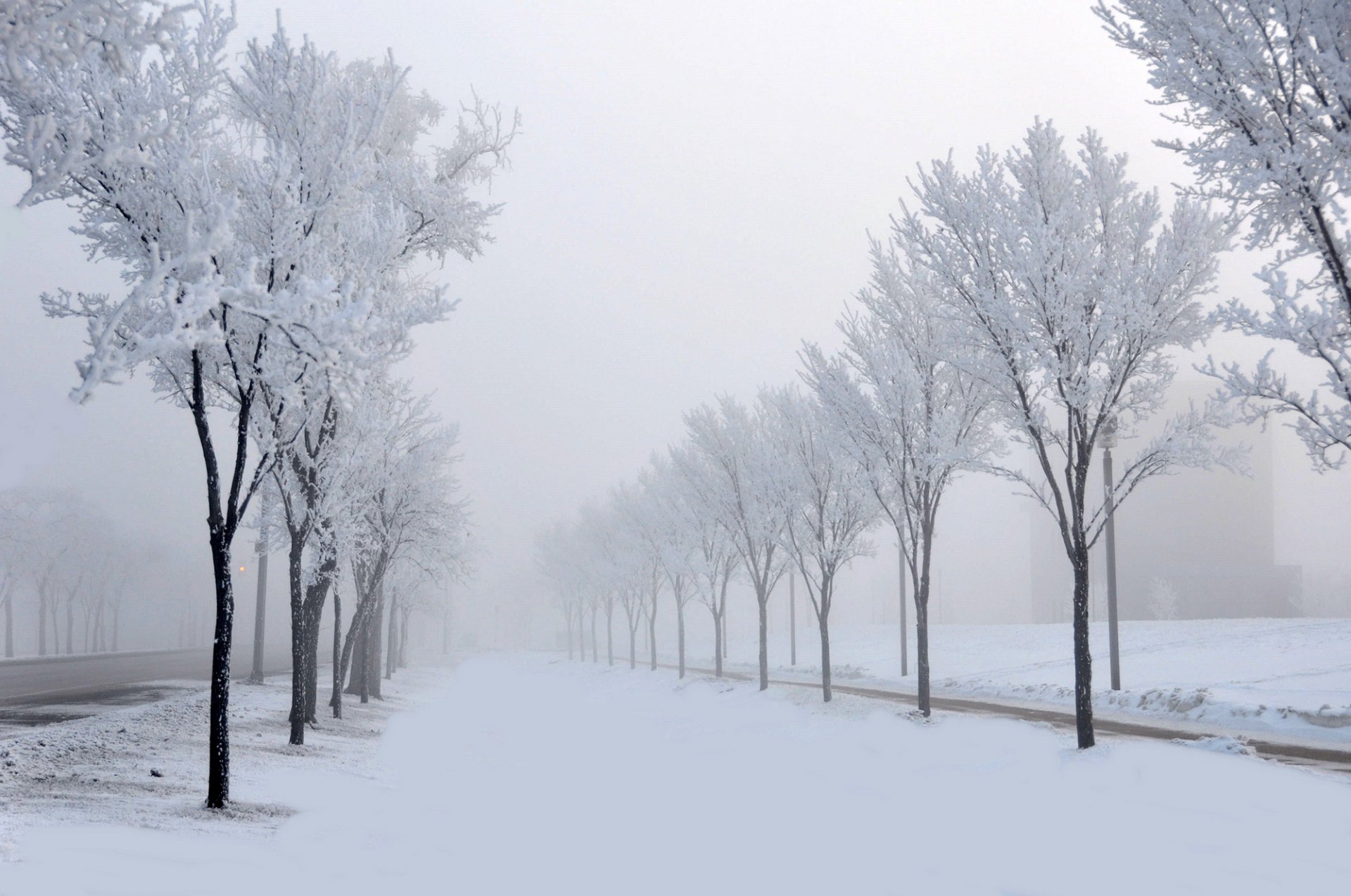 route arbres neige ruelle nature brouillard hiver