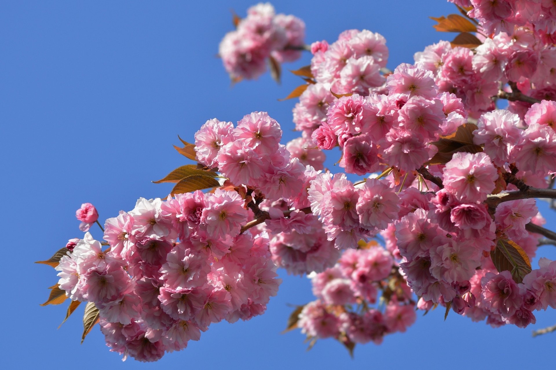 akura japanese cherry bloom branch close up