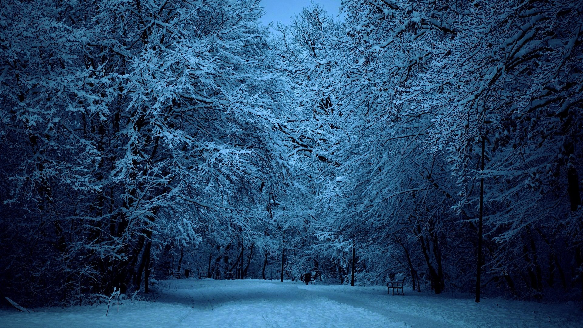 natura śnieg park droga spacer zima drzewa