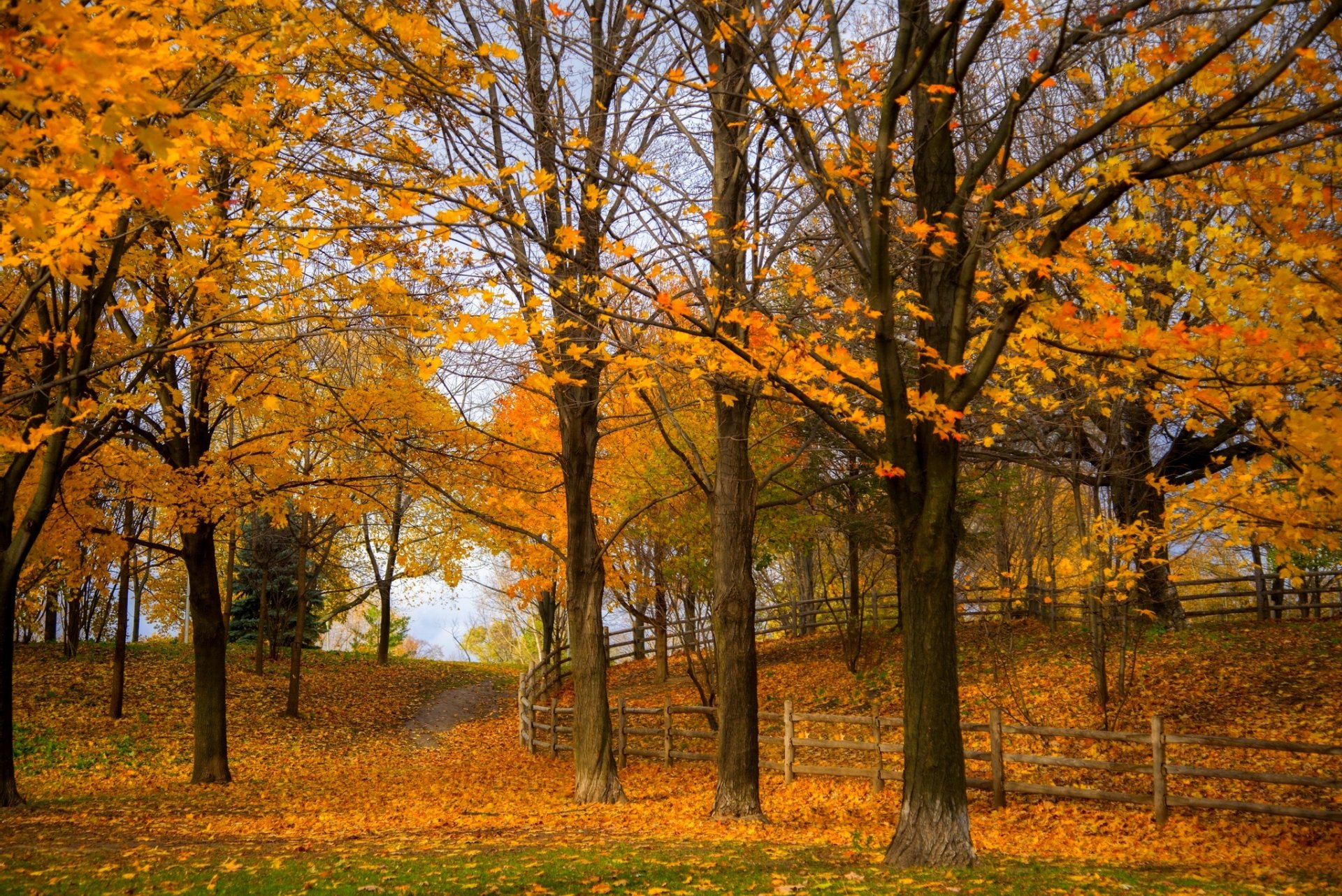 nature forêt parc arbres feuilles coloré route automne automne couleurs promenade