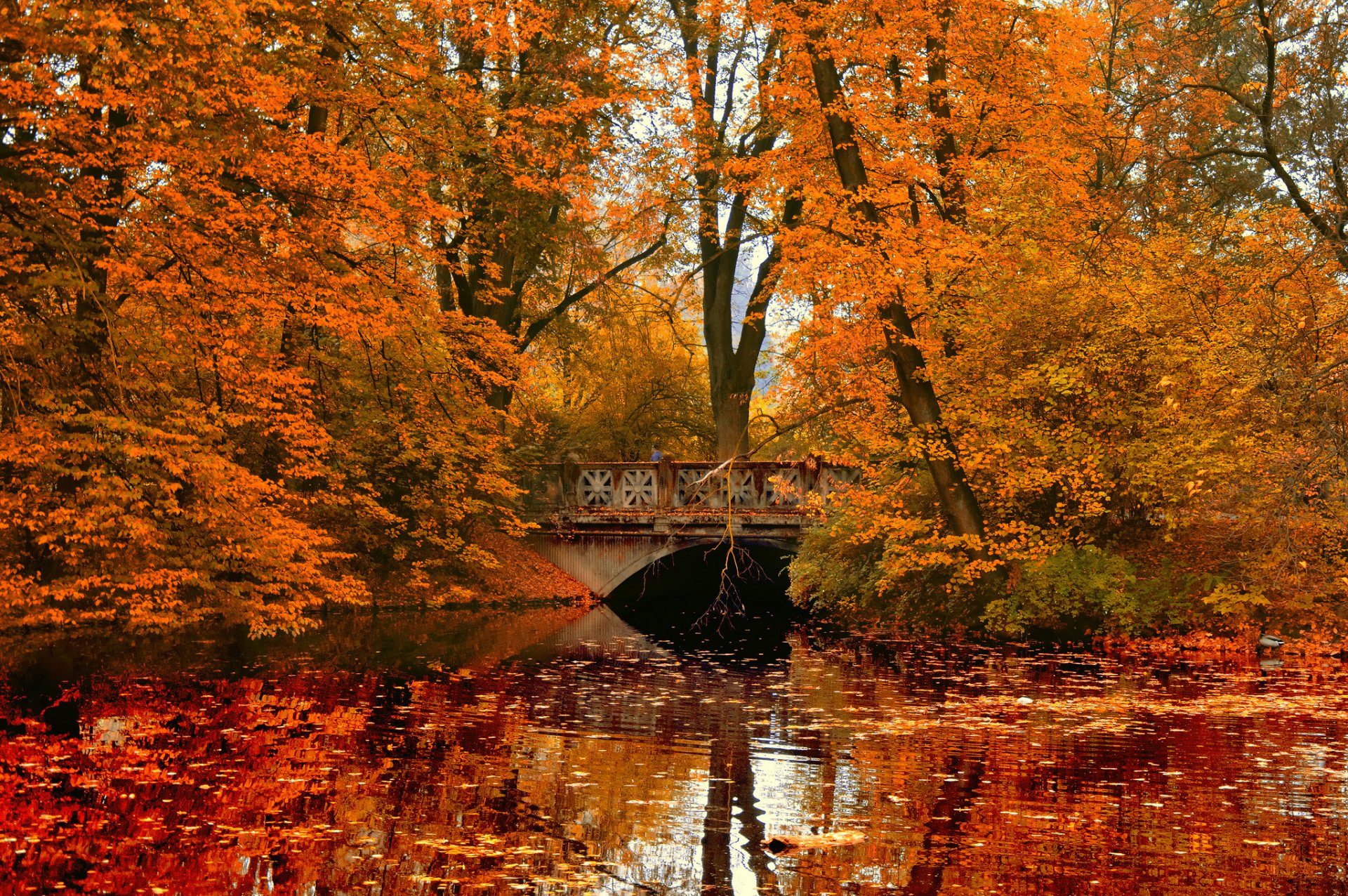 herbst park fluss brücke reflexion