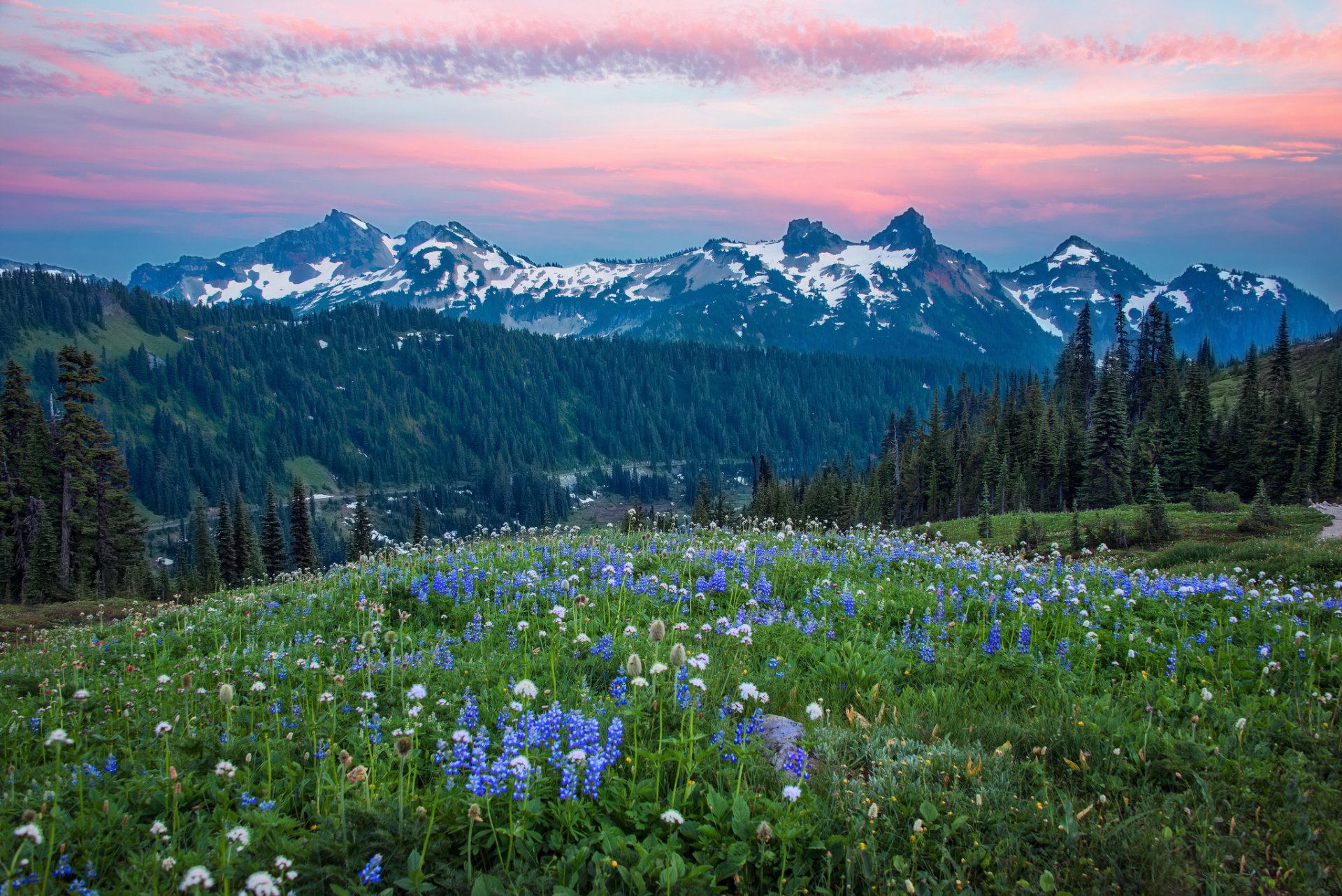 united states washington mountain hills forest tree flower night pink sky cloud