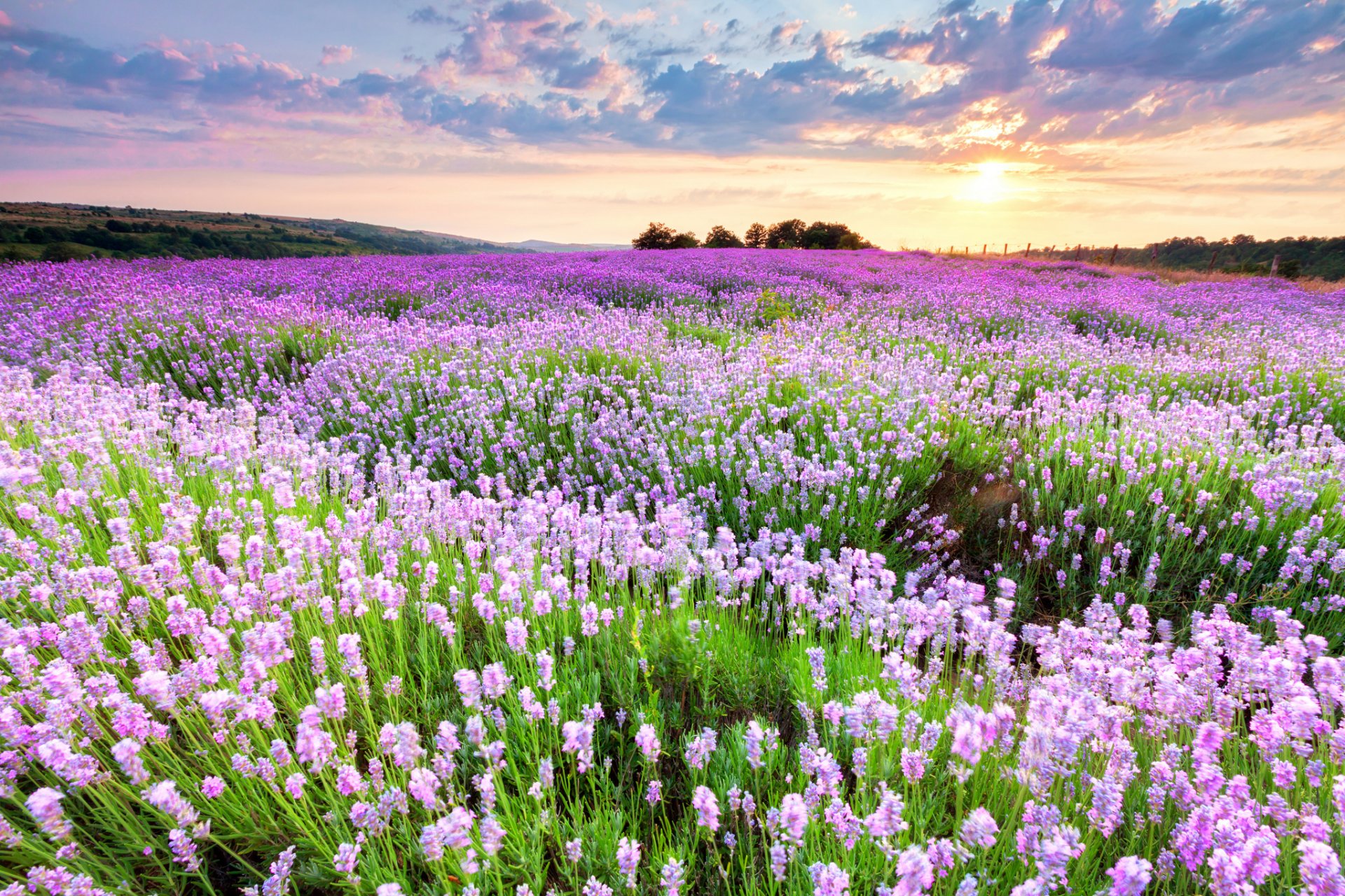 campo flores rosa-lila puesta de sol