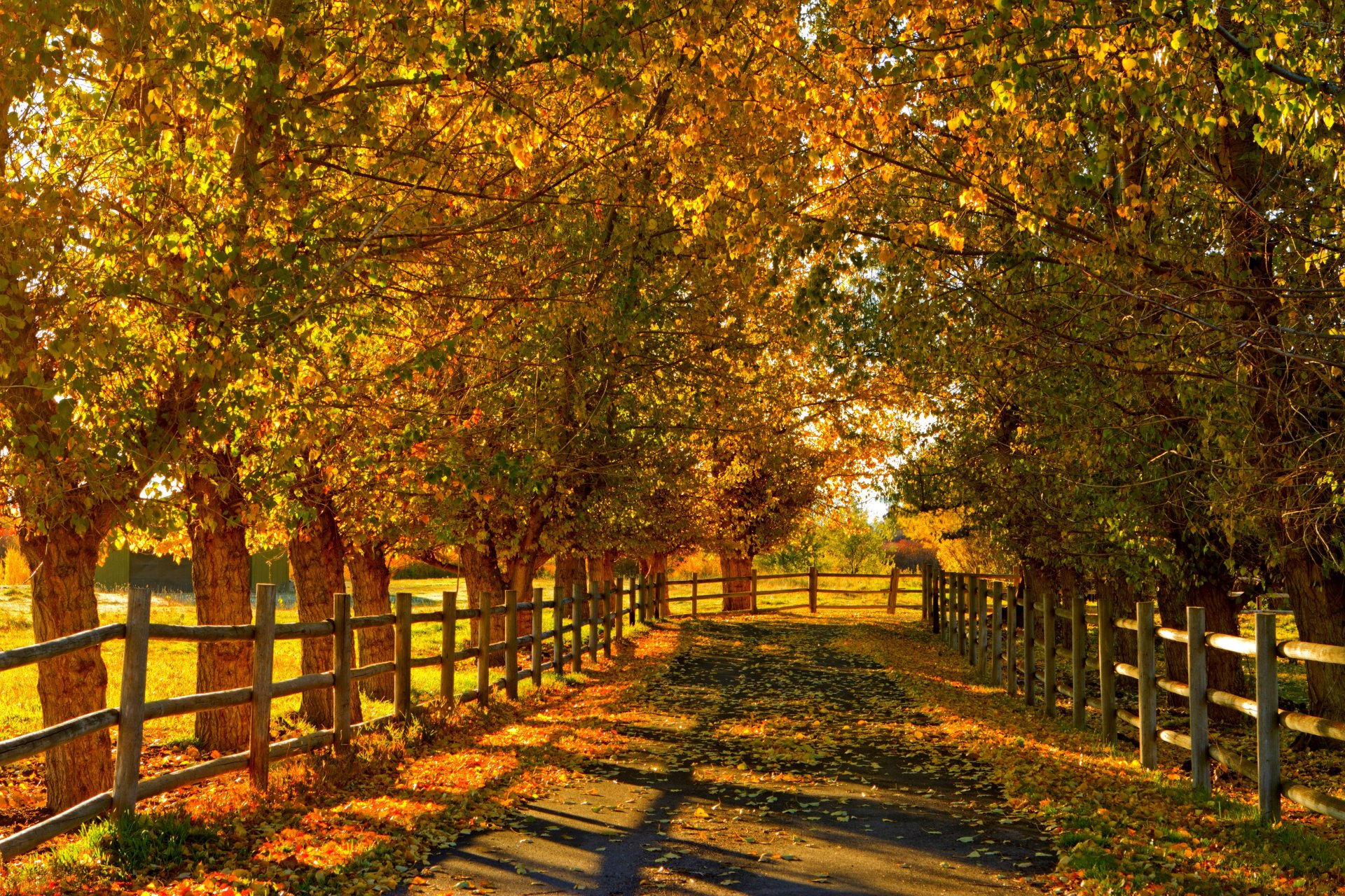 naturaleza bosque campo árboles hojas colorido camino otoño caída colores paseo