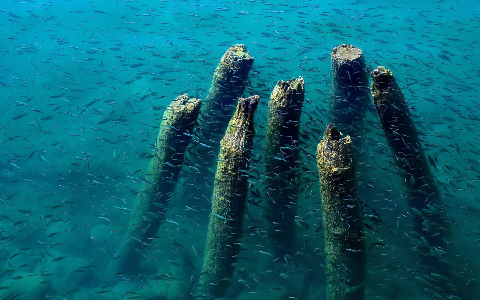 lake ohrid dock remains fish wood water blue