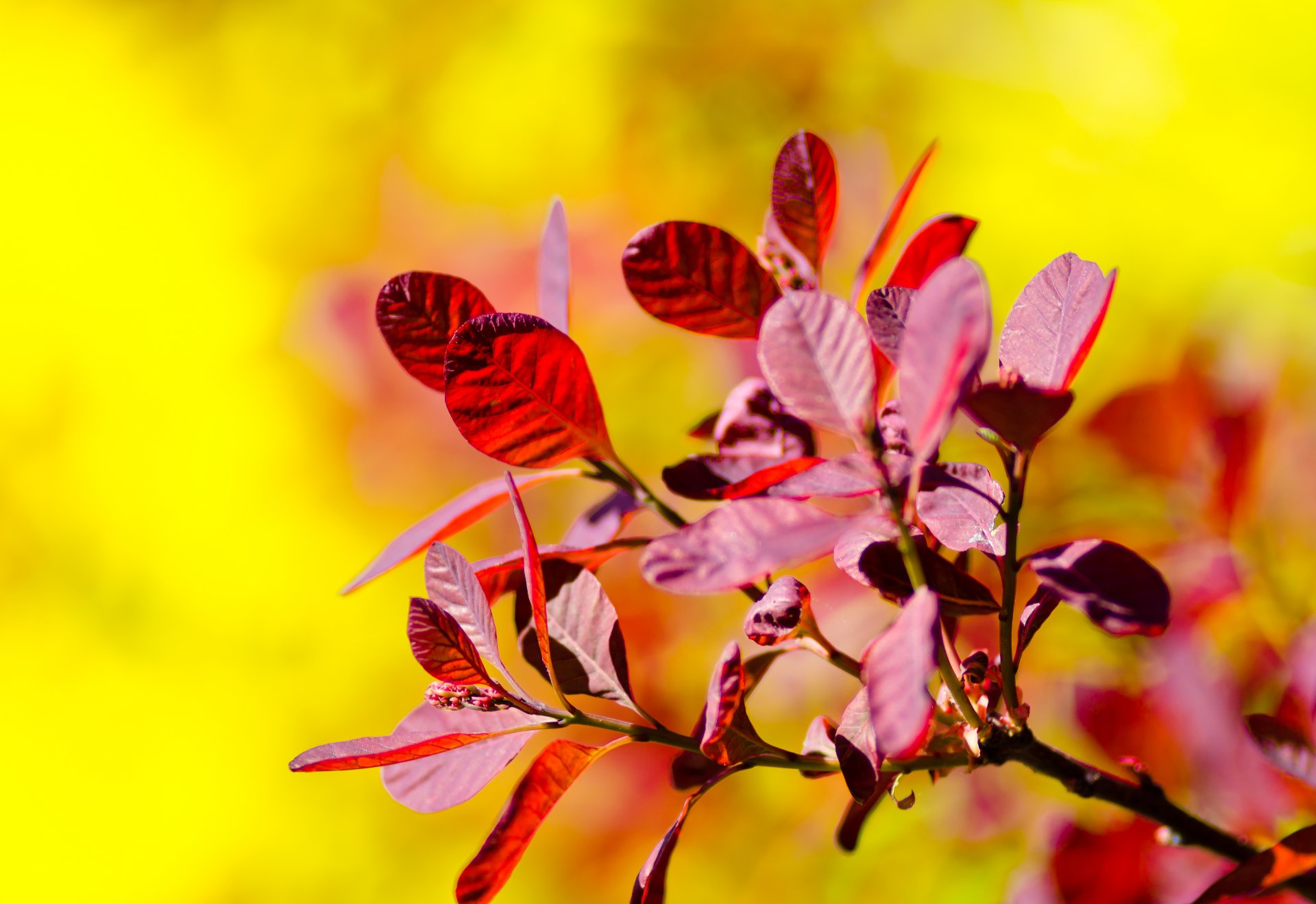 branch . leaves red yellow background