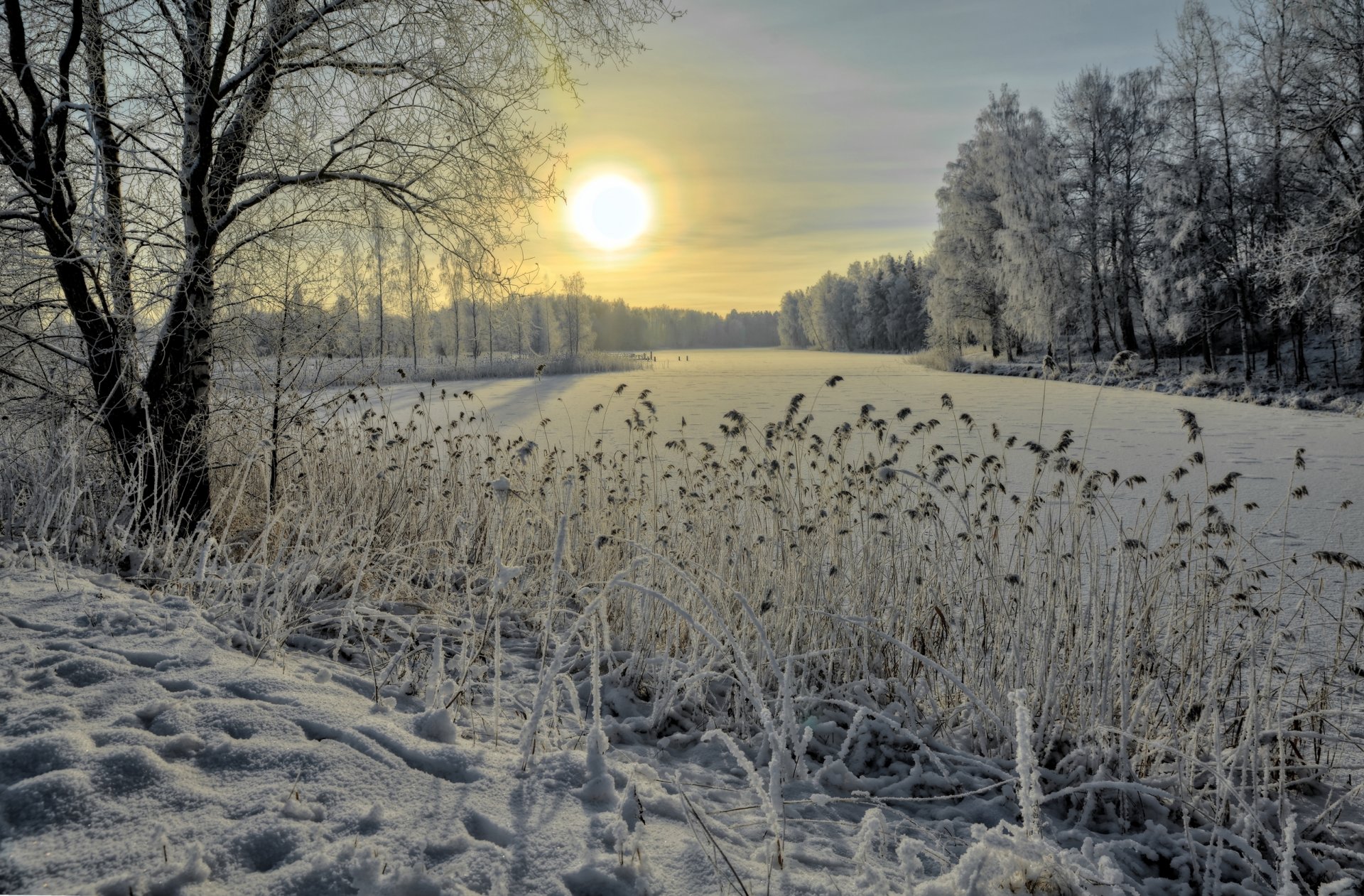 wald fluss schilf schnee eis winter