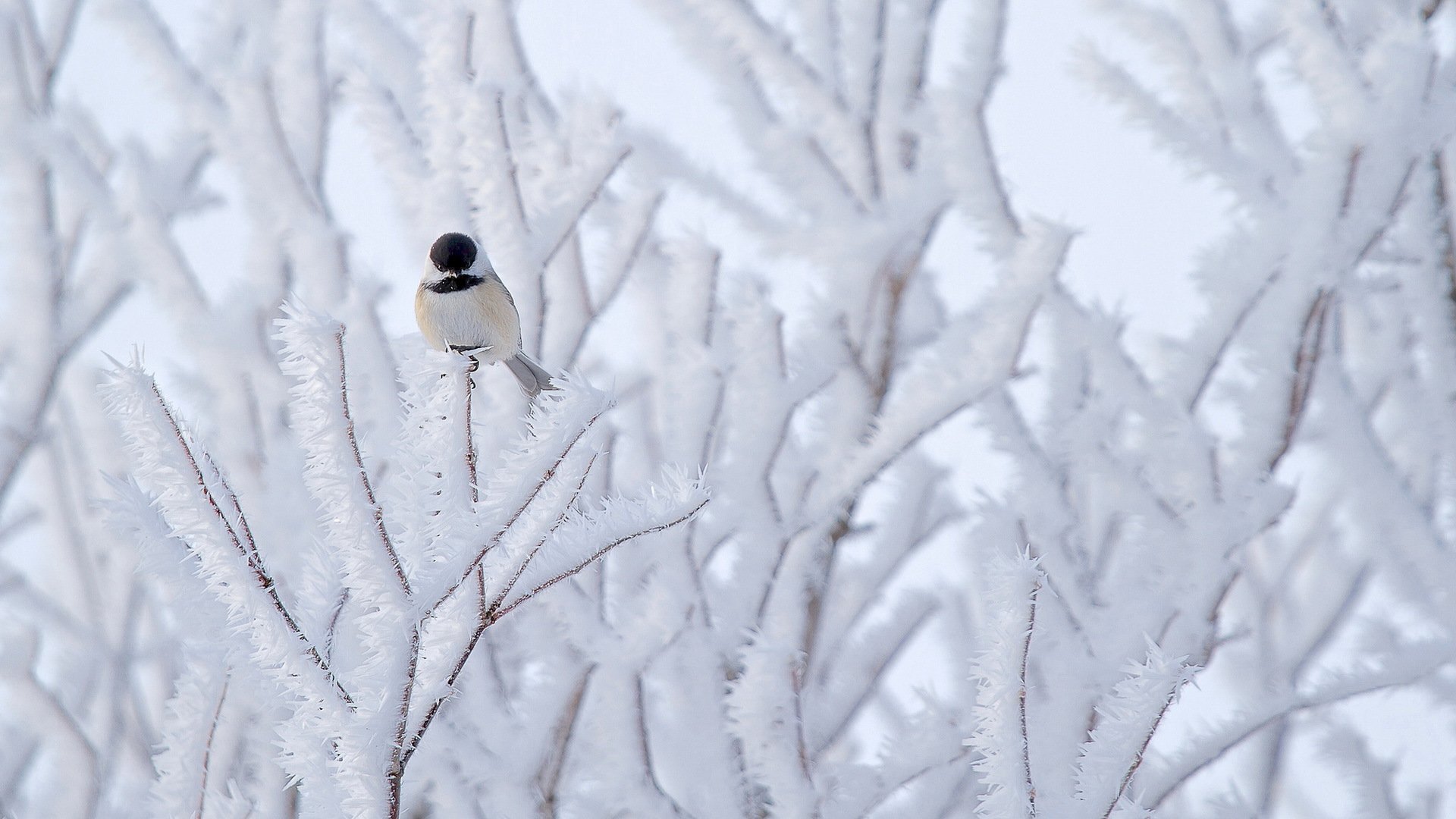 sikora ptak drzewo śnieg natura