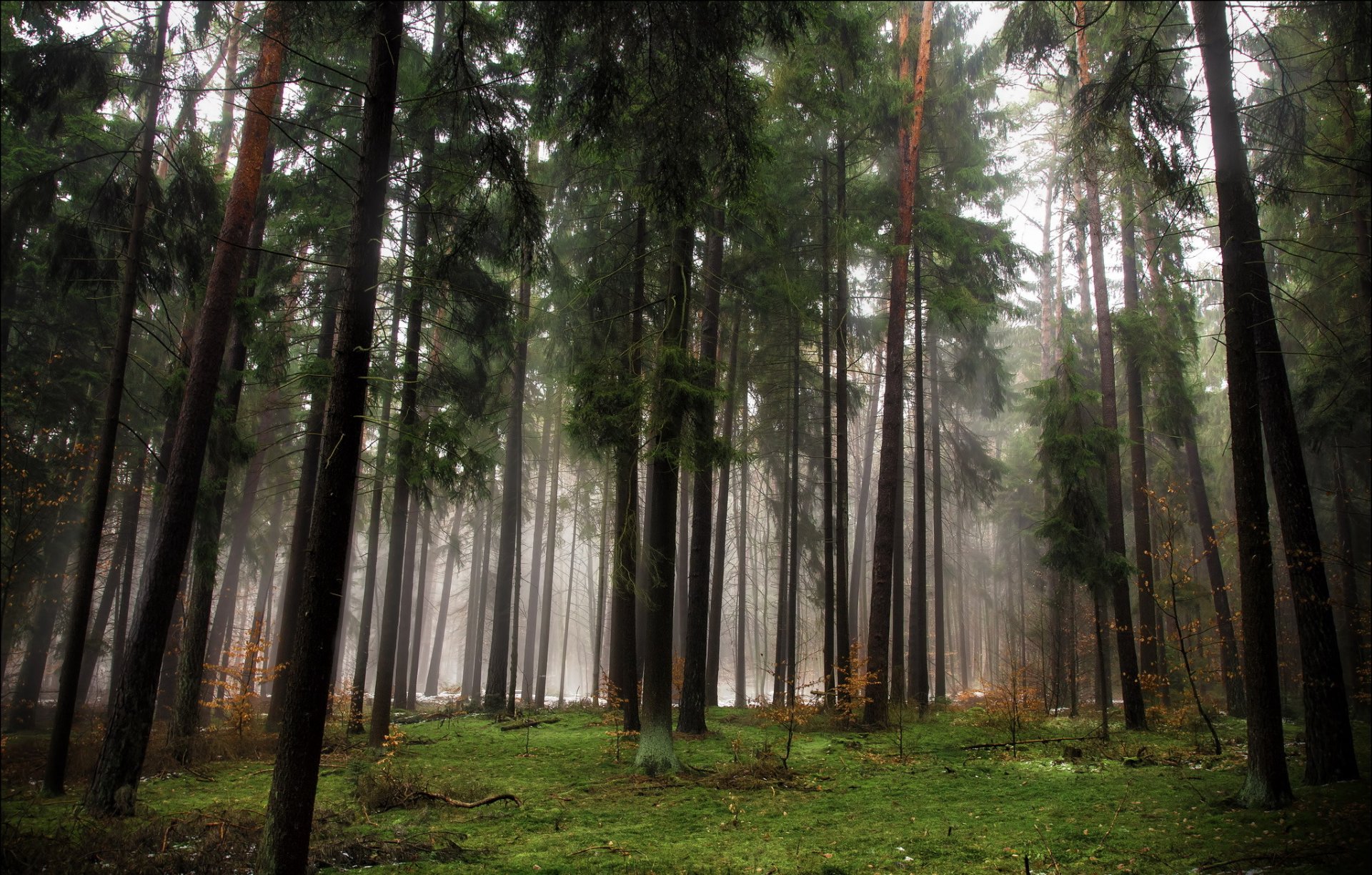 foresta alberi conifere autunno nebbia