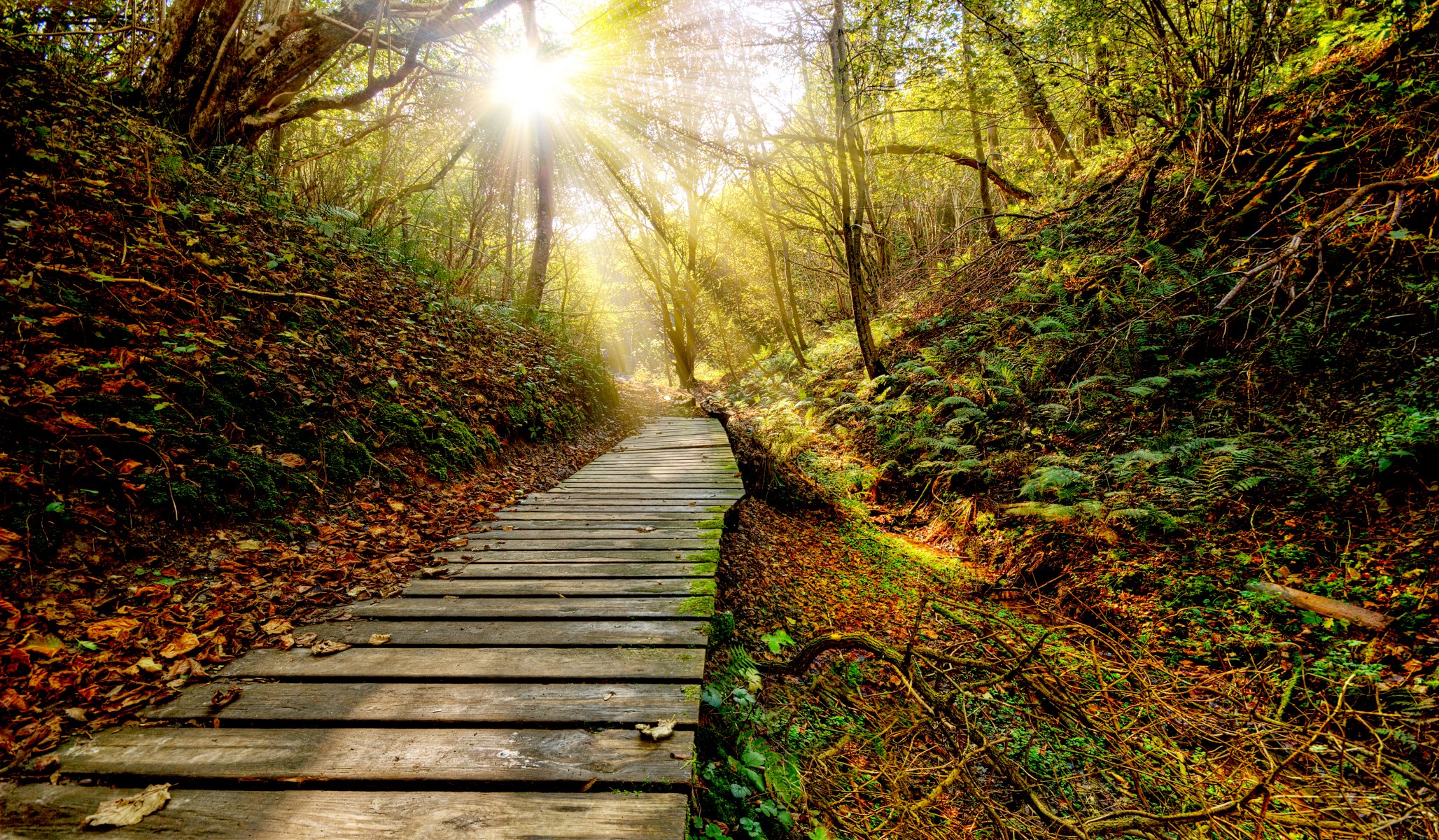 unset grass rays sun sky clouds color nature view autumn leaf forest paths leaves landscape