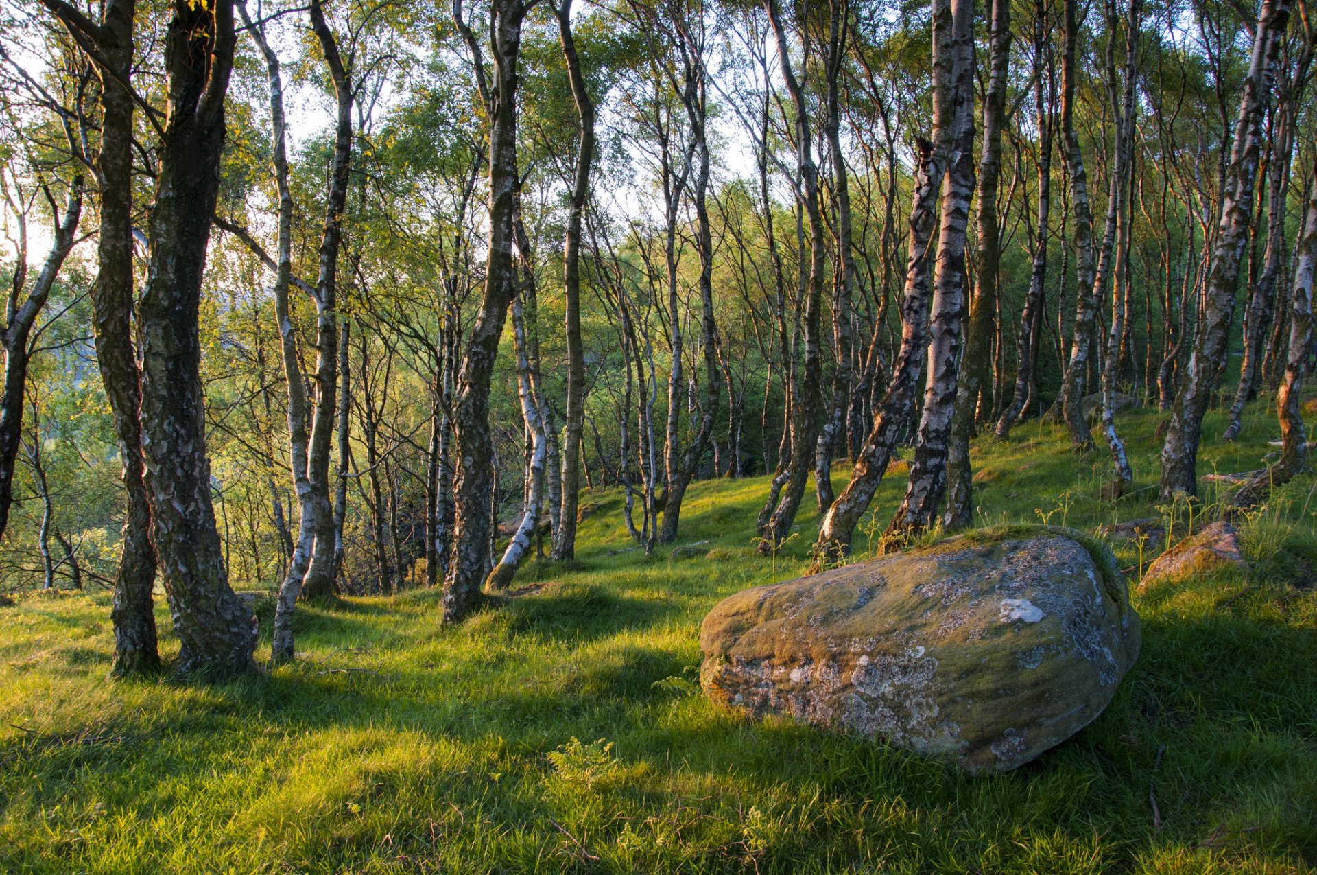 pring forest tree grass stone boulder