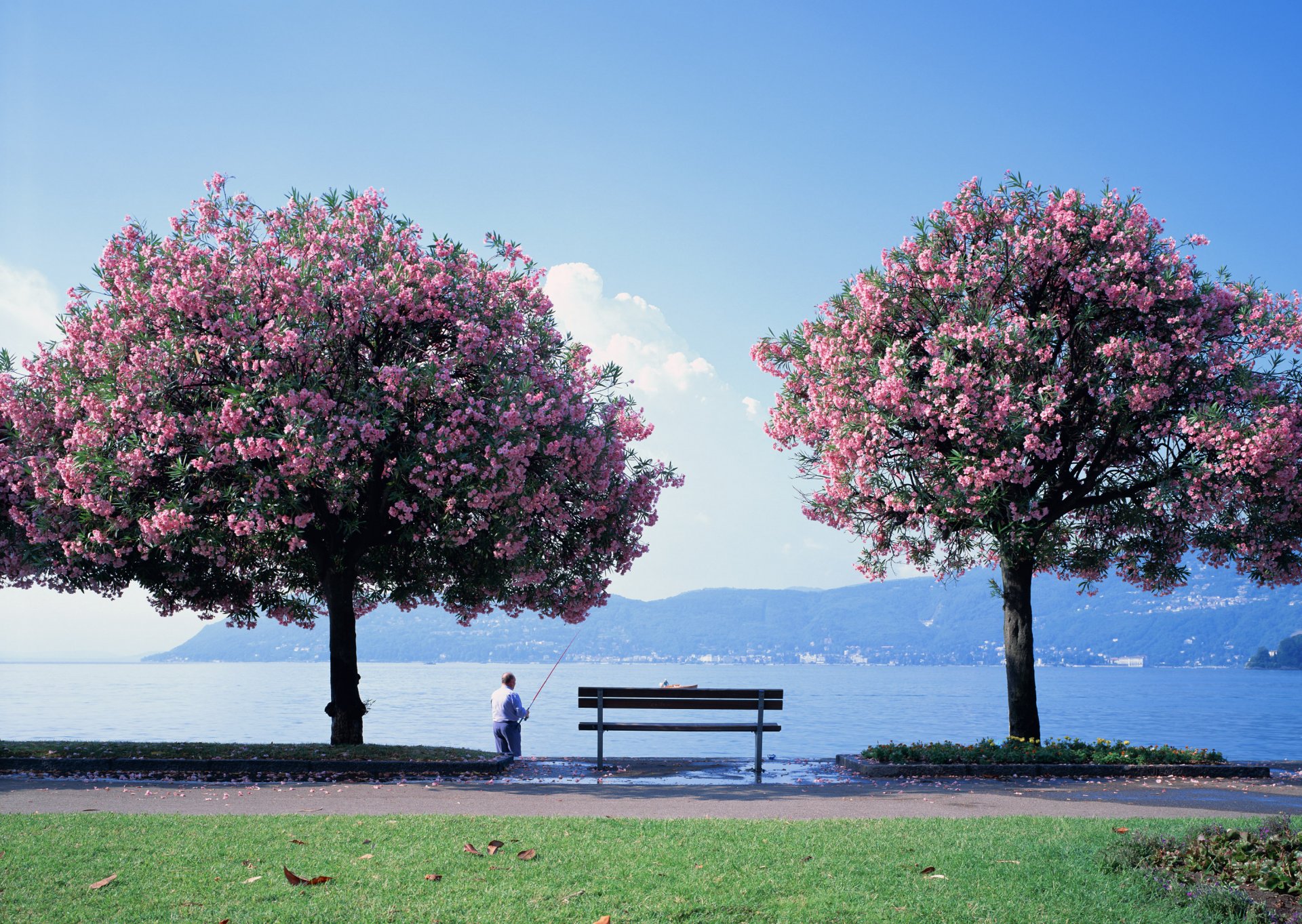 sakura drzewo rybak kwiaty ławka jezioro