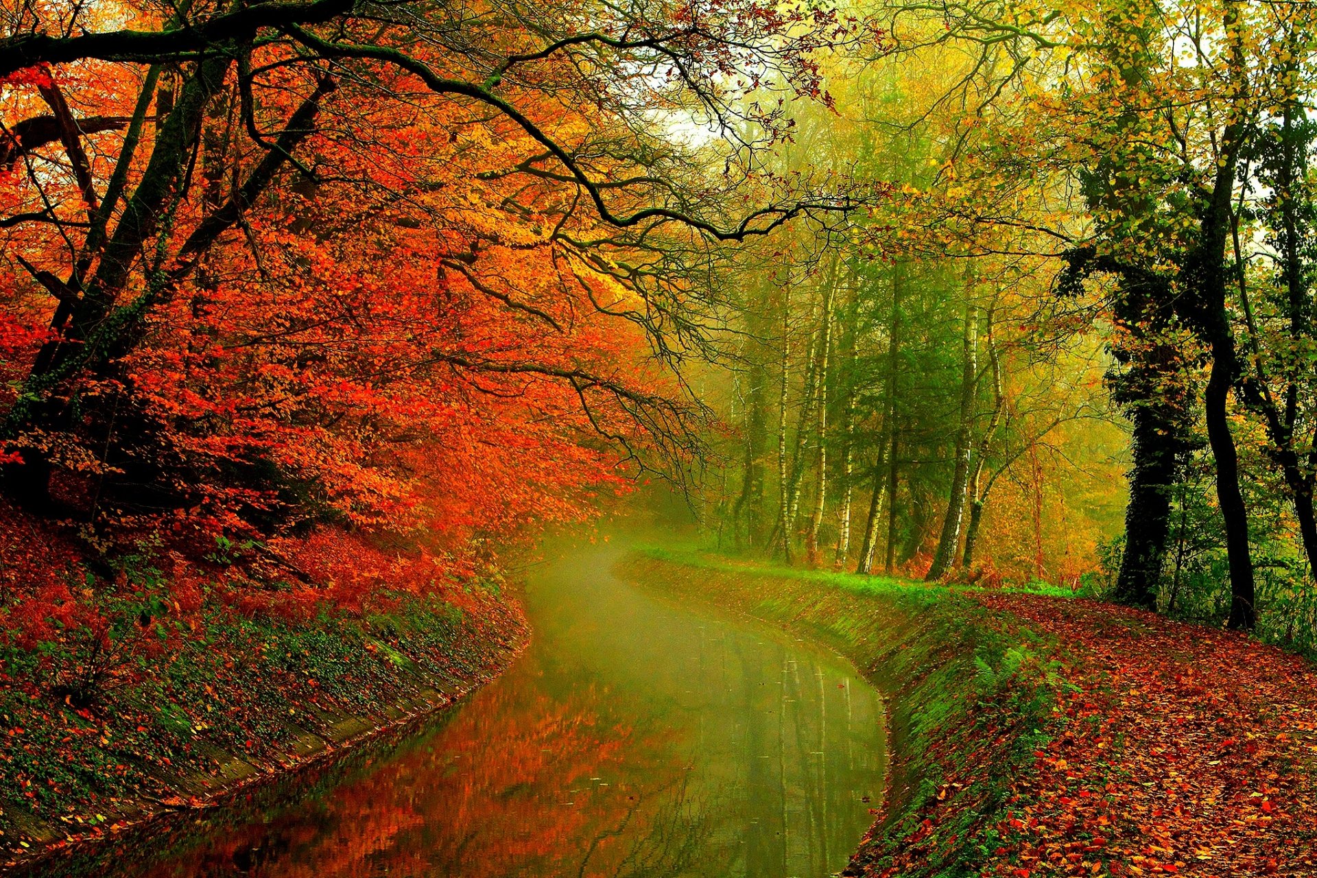 foglie alberi foresta autunno passeggiata hdr natura fiume acqua