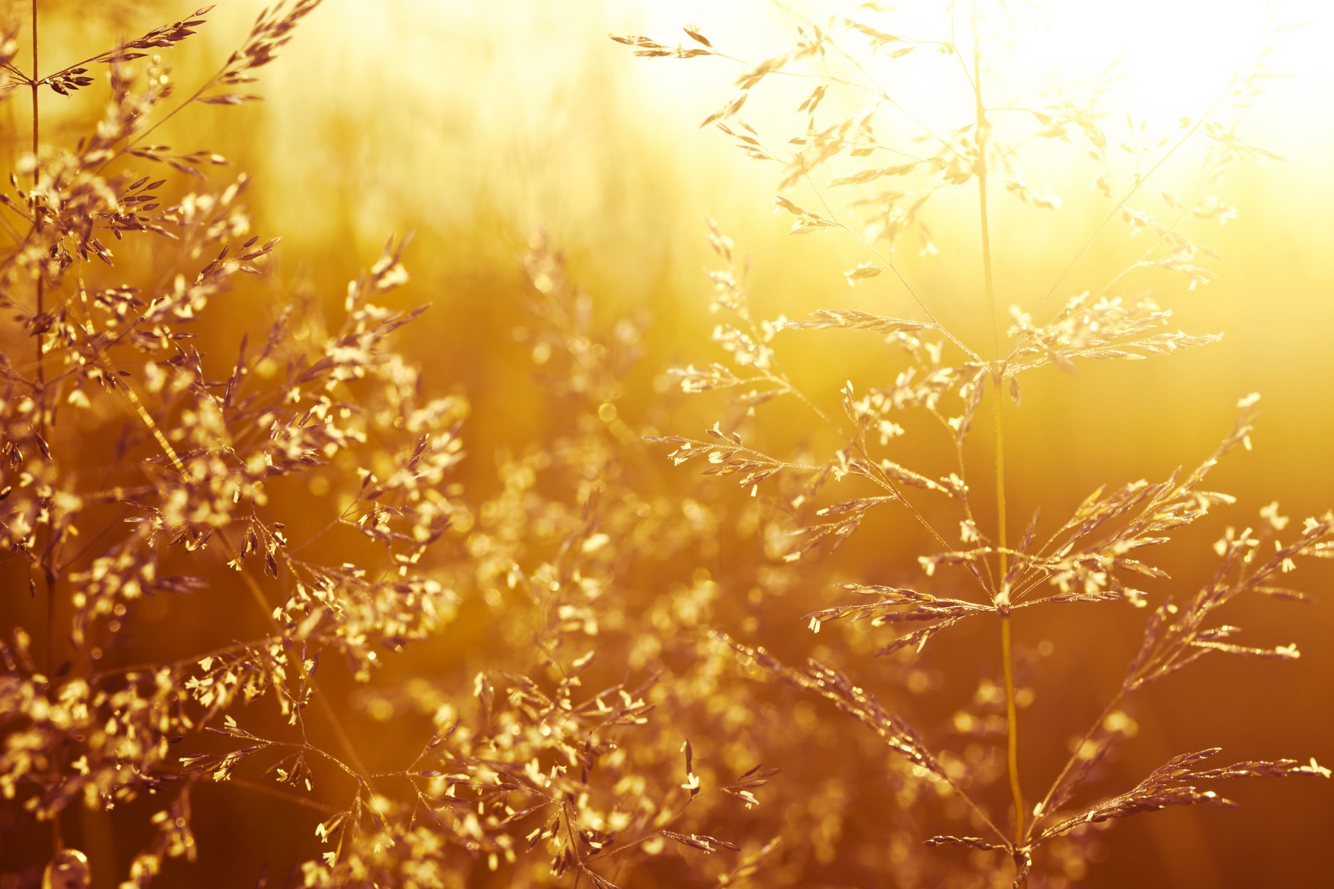 beau coucher de soleil champ d herbe nature paysage champ d herbe