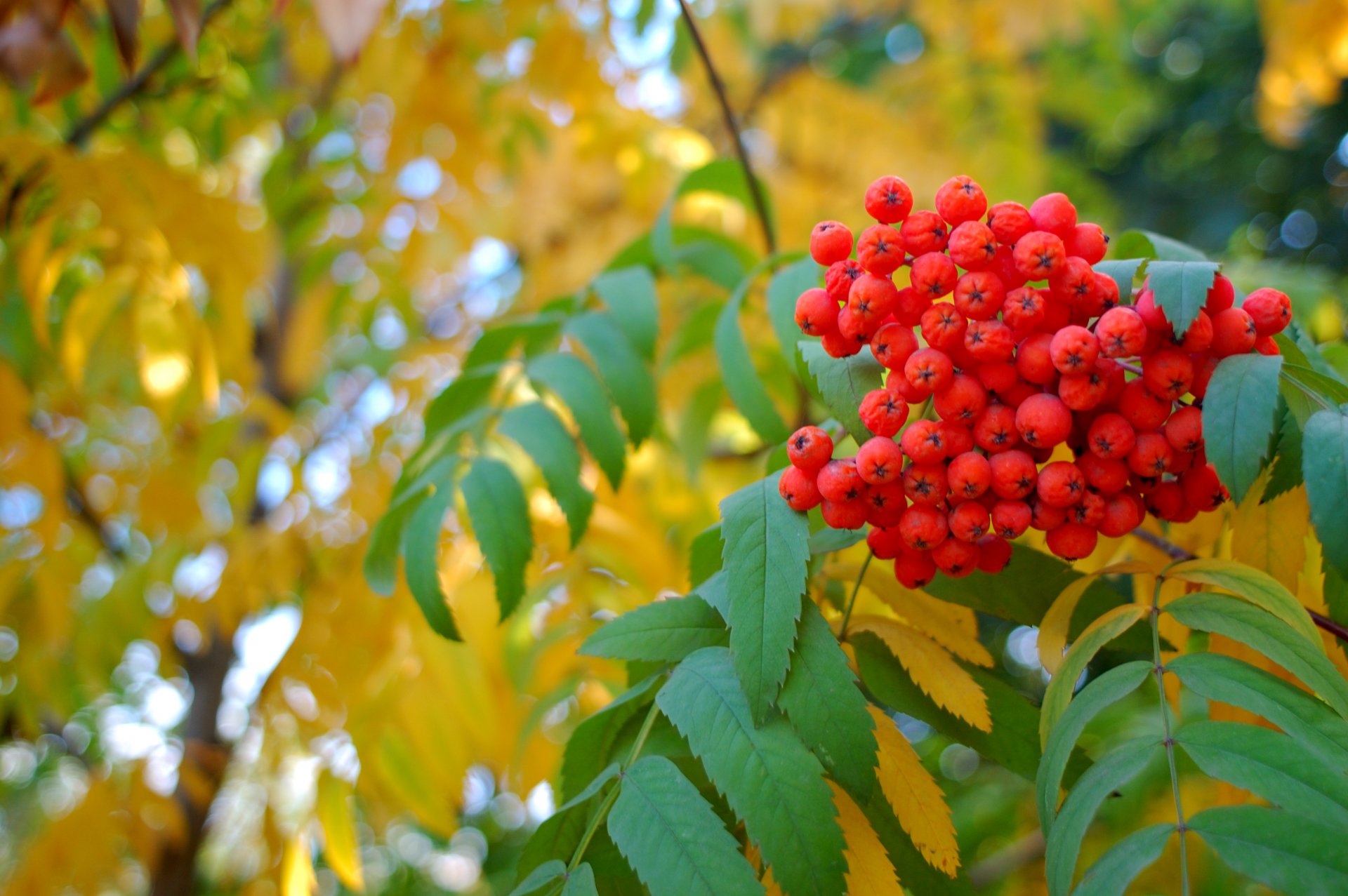 autunno sorbo foglie gialle bacca